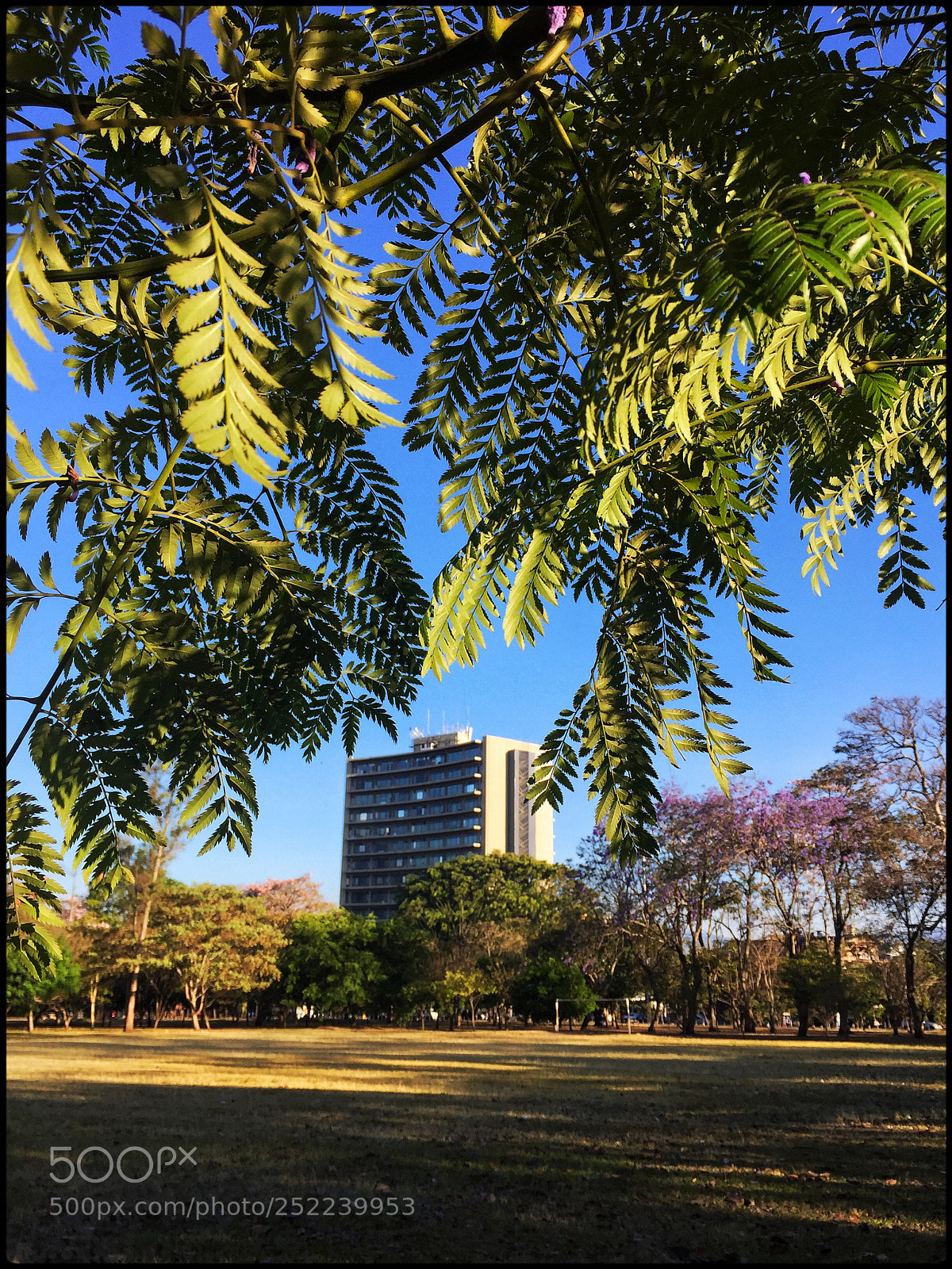 Apple iPhone 6 sample photo. Edificio en la jungla  photography