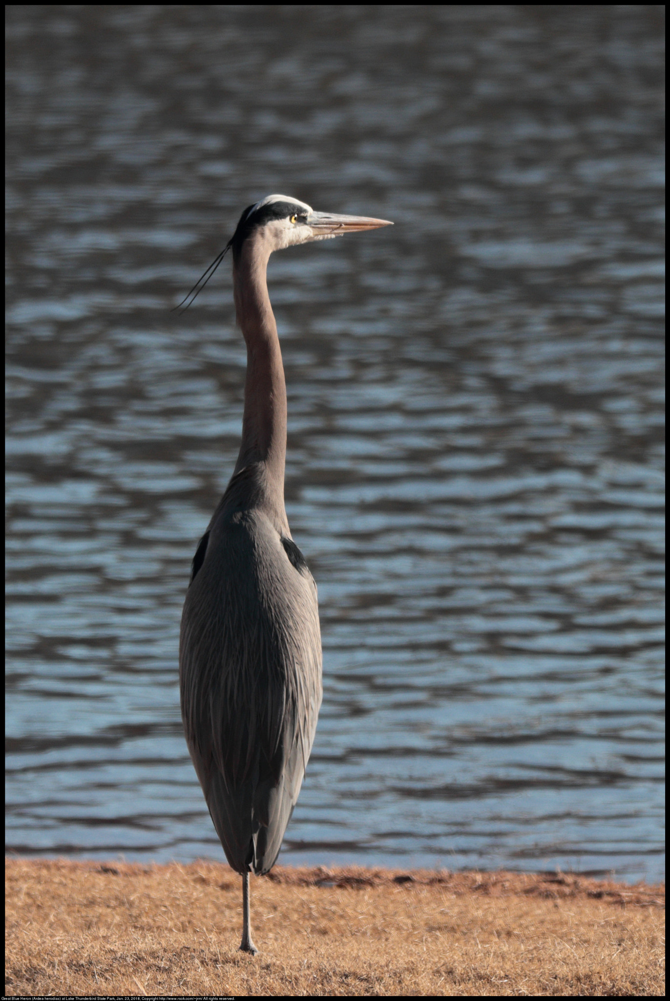 Canon EF 70-300 F4-5.6 IS II USM sample photo. Heron standing on one leg photography