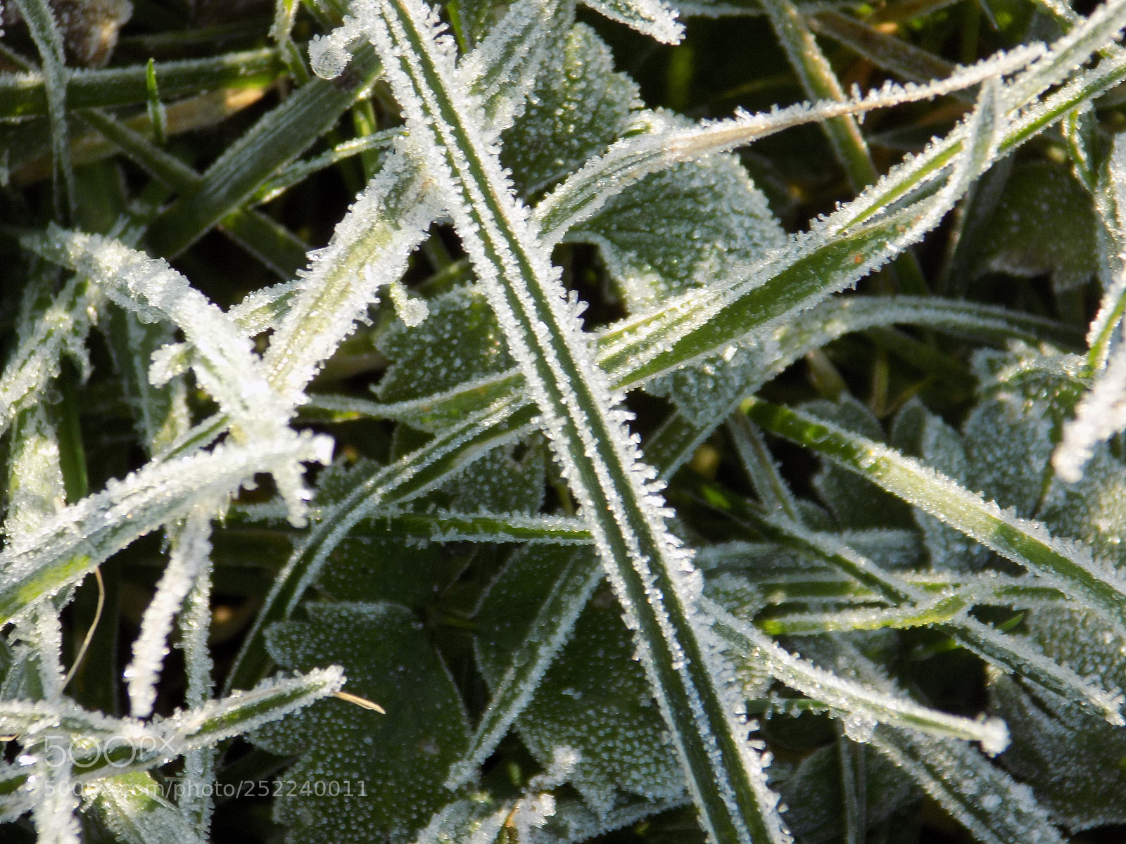 Nikon COOLPIX L330 sample photo. Frosty morning photography