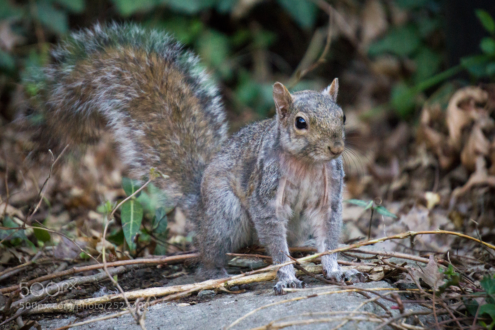 Sony a6000 sample photo. Squirrel photography