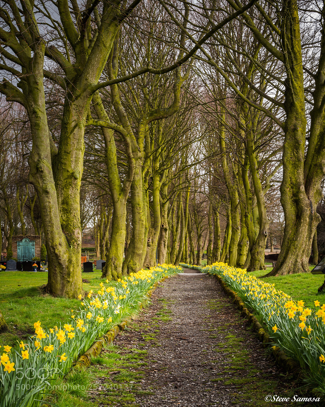 Canon EOS 6D Mark II sample photo. Daffodil walk photography