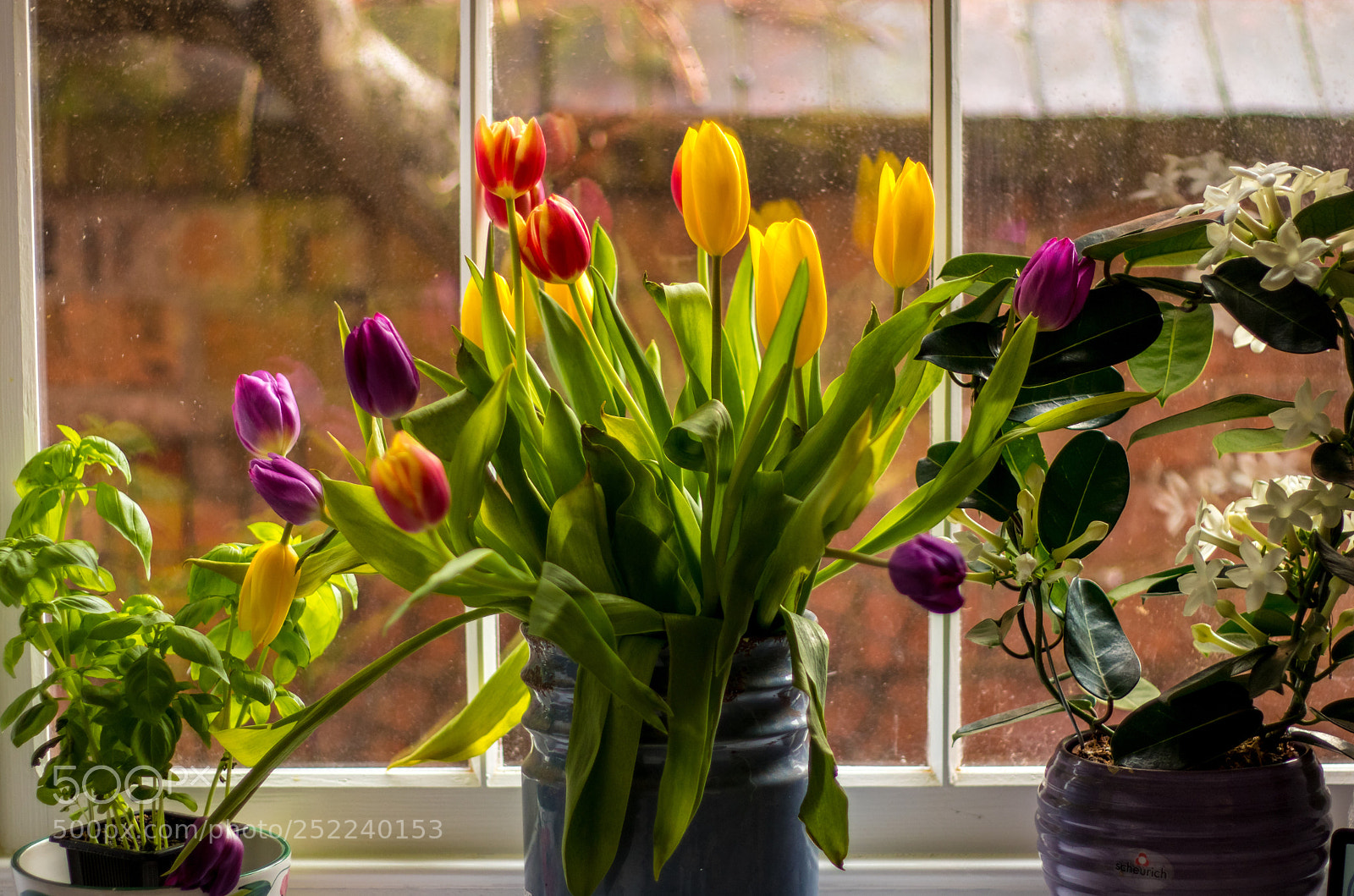 Canon EOS M5 sample photo. Tulipsinwindow (of ) photography