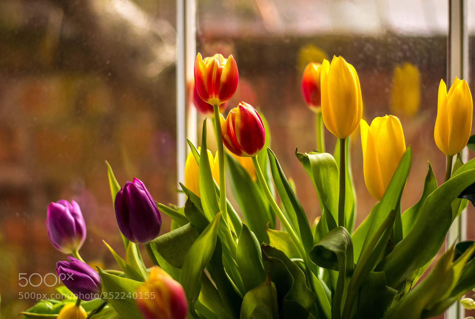 Canon EOS M5 sample photo. Tulipglass (of ) photography