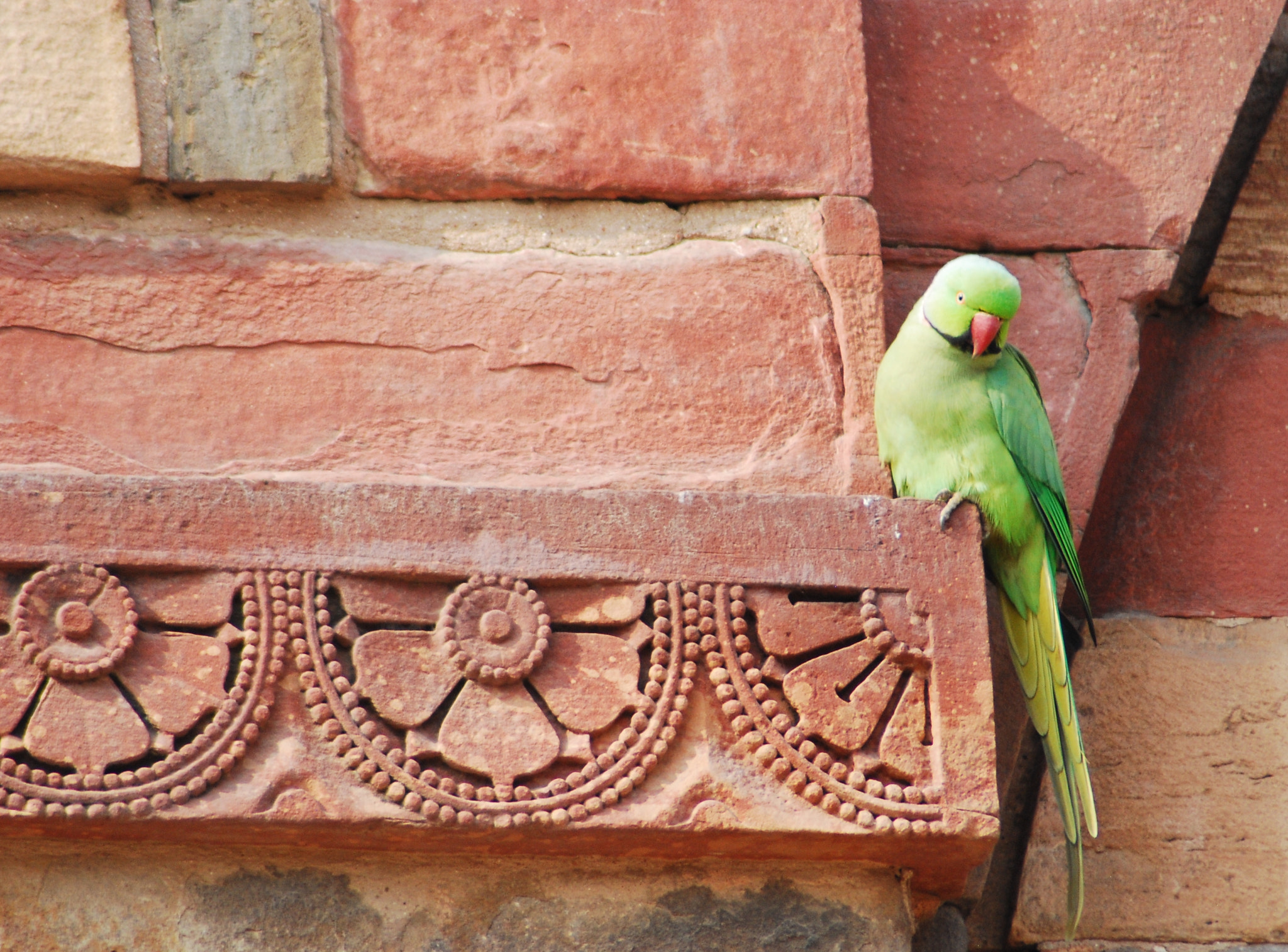 Nikon AF Nikkor 70-300mm F4-5.6G sample photo. India photography