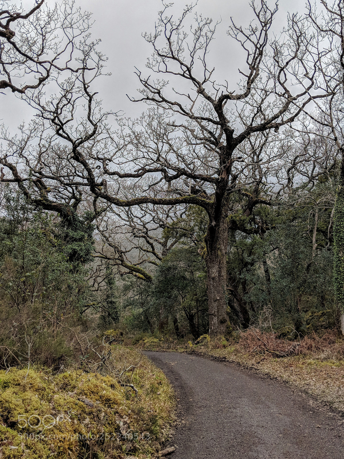 Google Pixel 2 sample photo. Paths photography