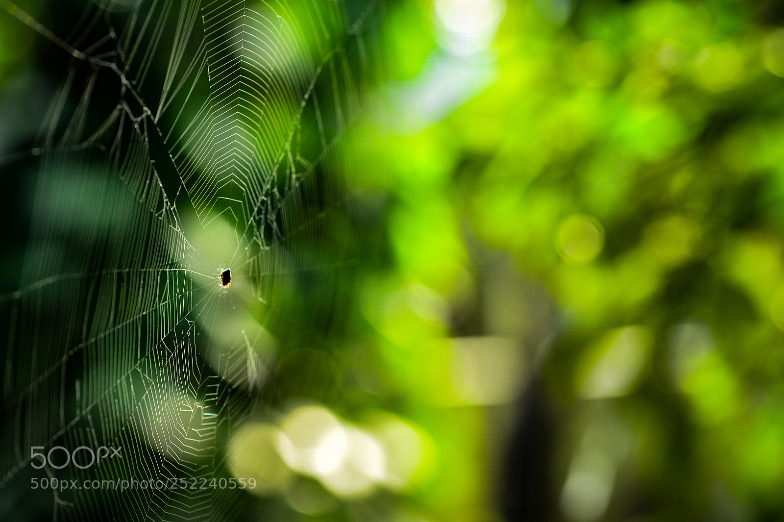 Nikon D4 sample photo. Spider web photography