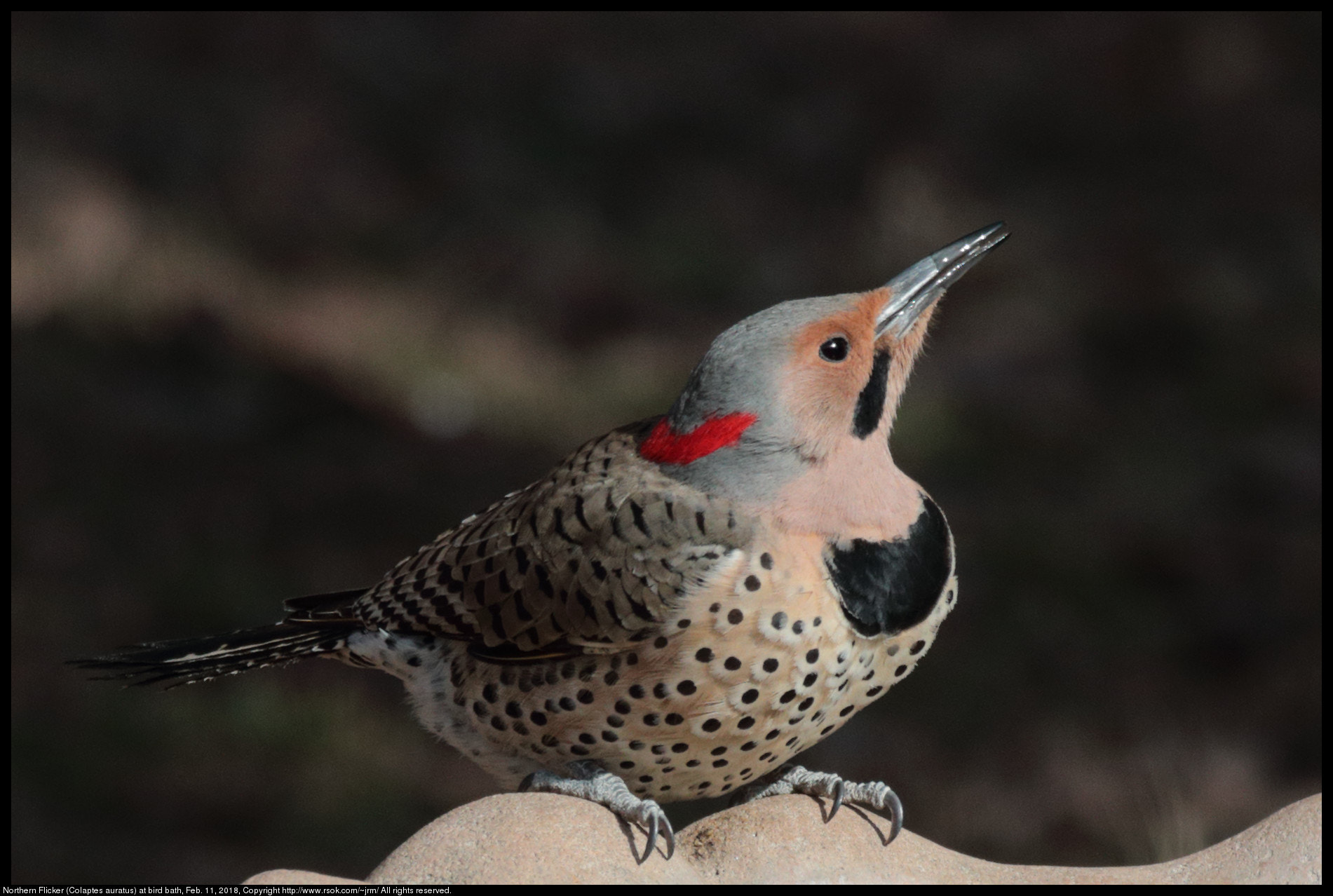 Canon EF 70-300 F4-5.6 IS II USM sample photo. Northern flicker at bird bath photography