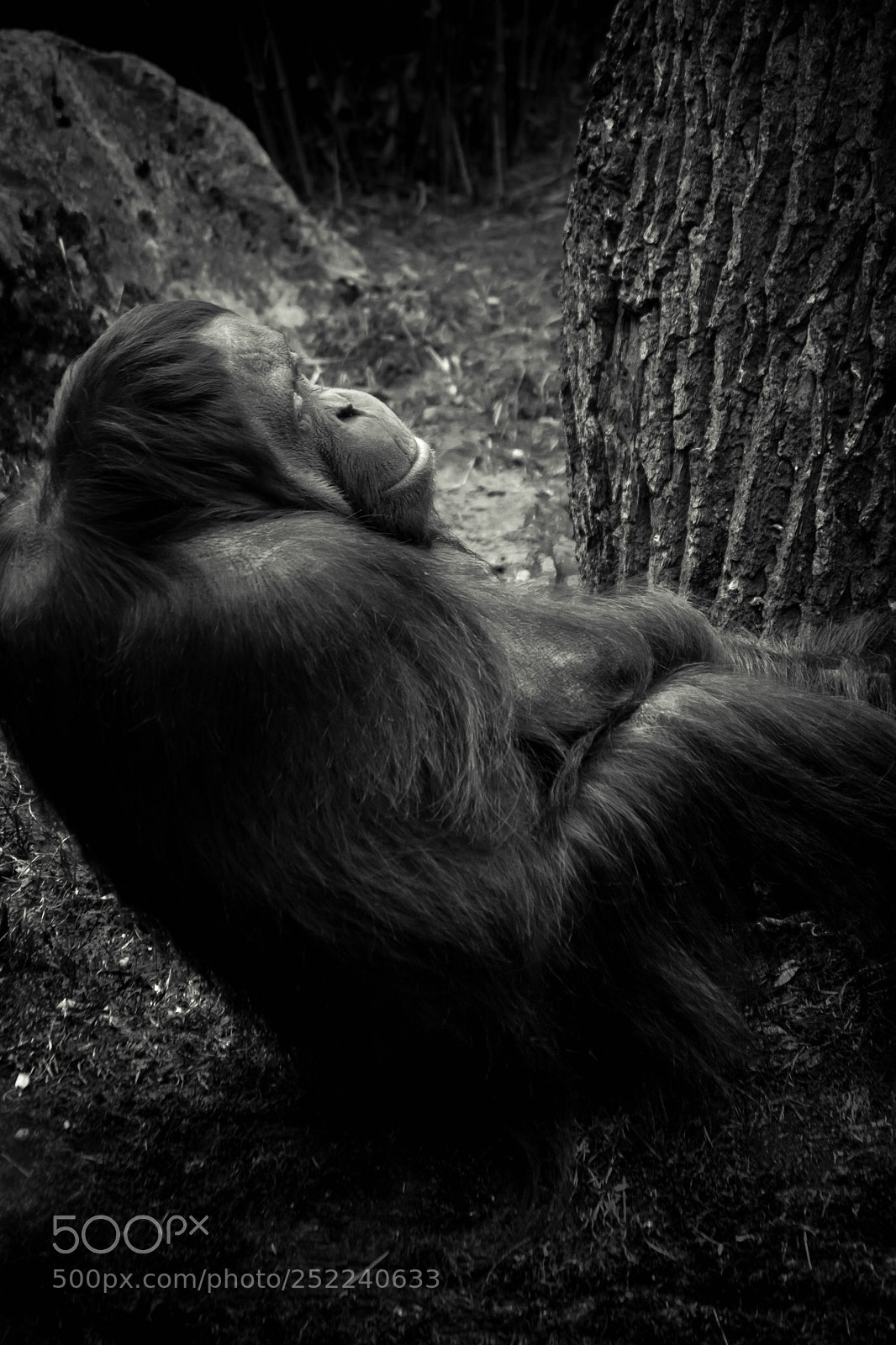 Nikon D7100 sample photo. Monkey in the zoo photography