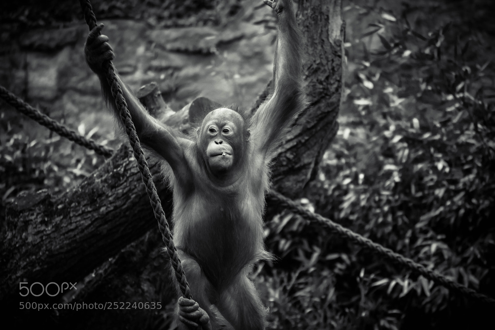Nikon D7100 sample photo. Babymonkey in the zoo photography