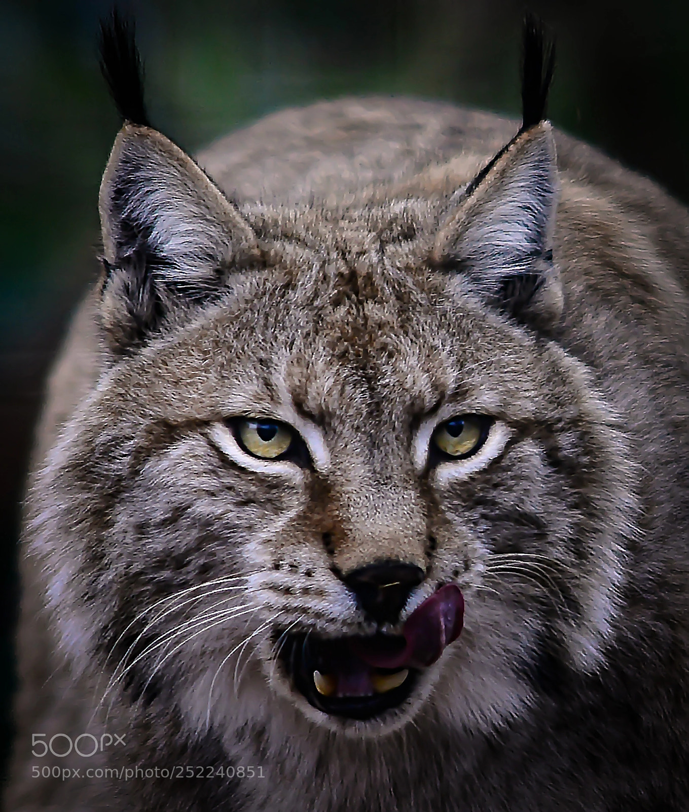 Nikon D800 sample photo. Hungry lynx photography