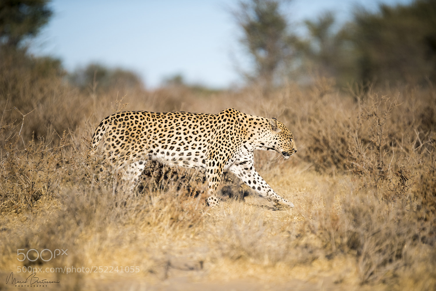 Nikon D810 sample photo. Leopard in the kgalagadi photography