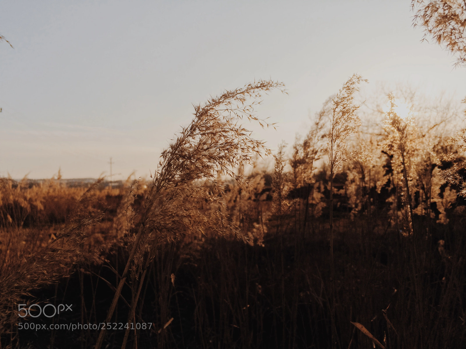 Apple iPhone 6s sample photo. Winter wheat photography