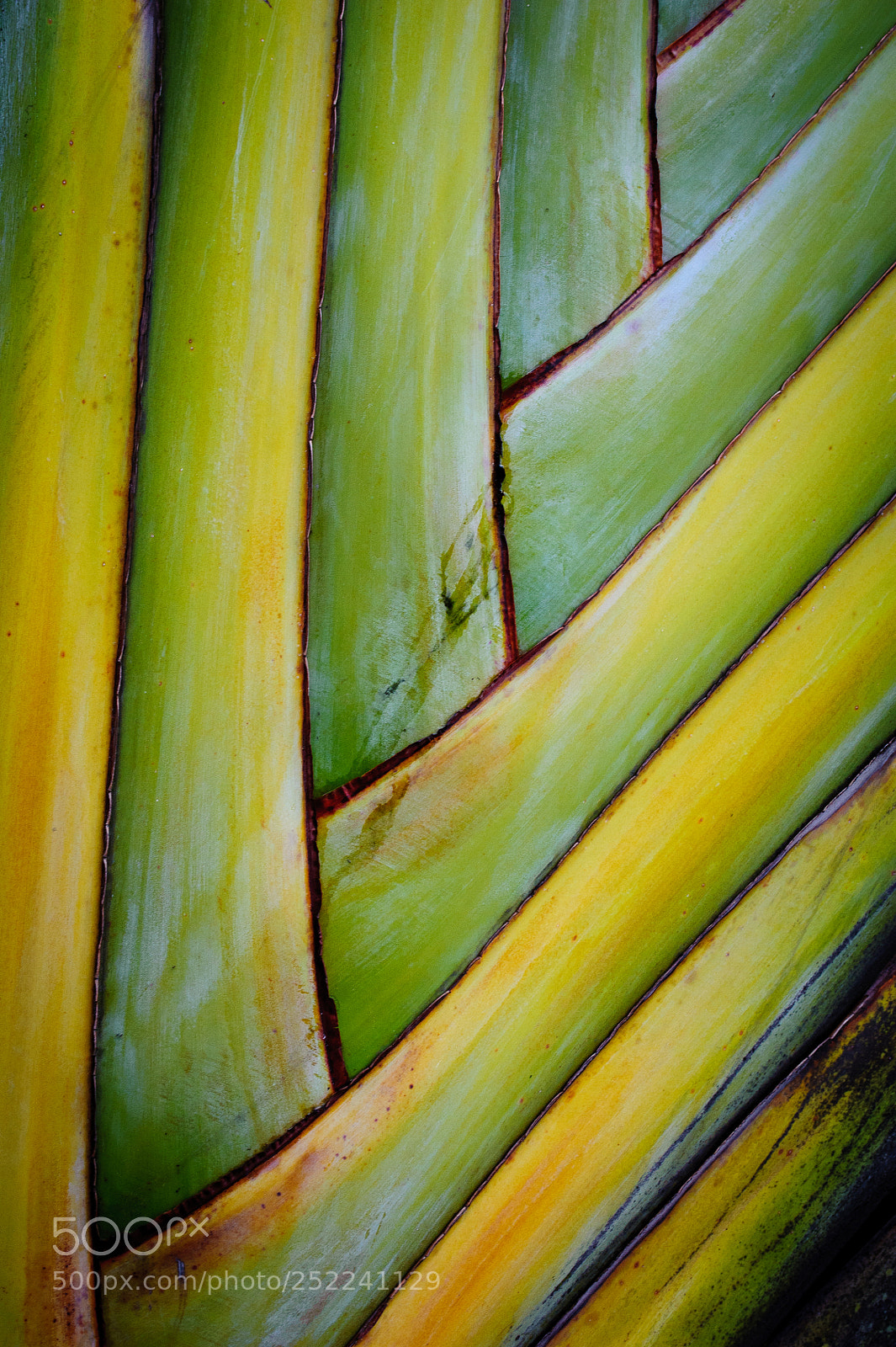 Nikon D700 sample photo. Tropical tree photography