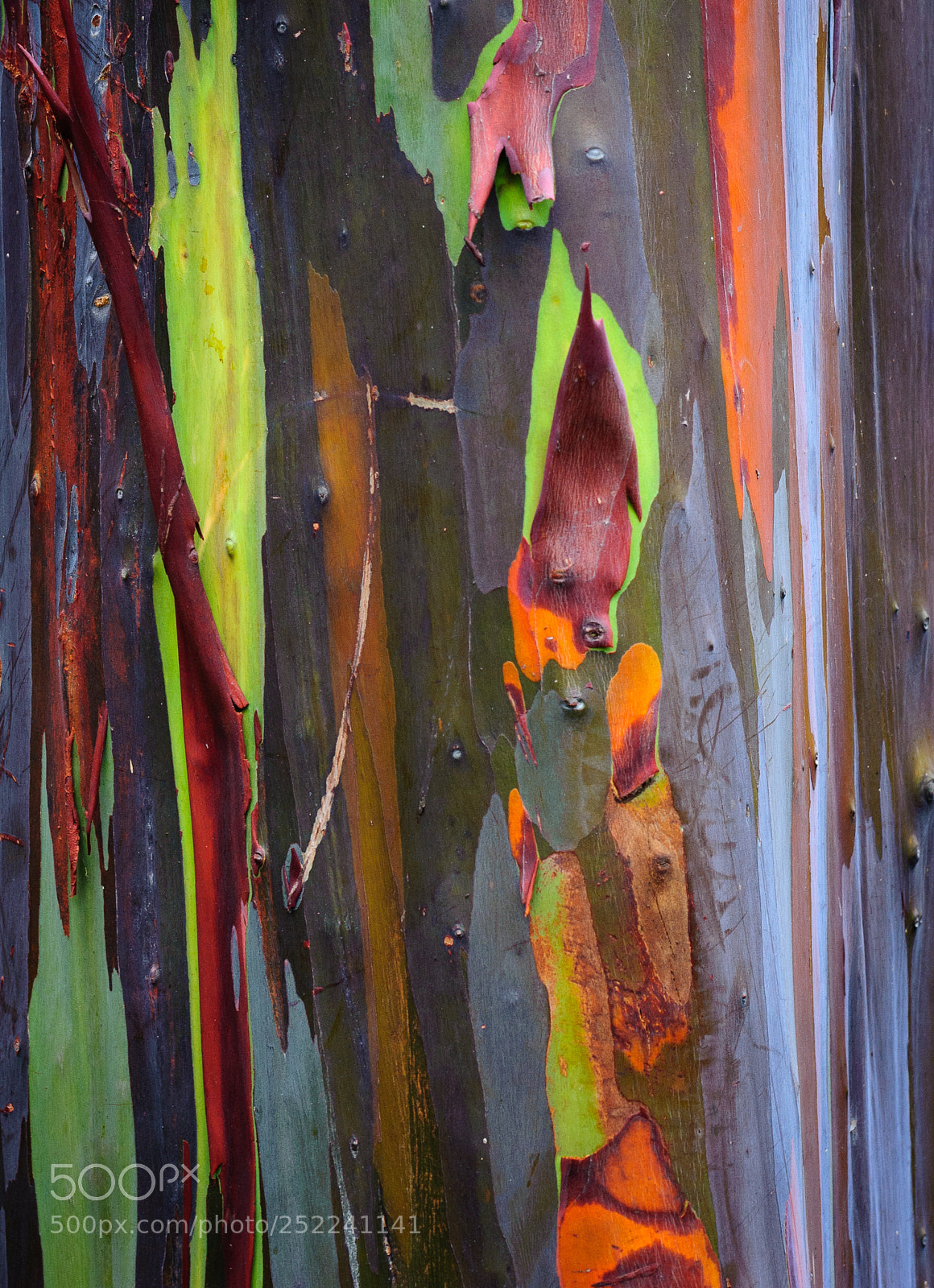 Nikon D700 sample photo. Tree bark photography