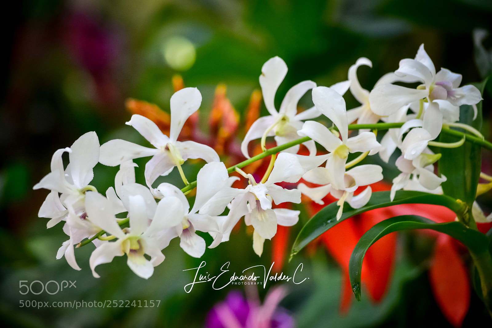Nikon D7200 sample photo. Another type of orchid photography