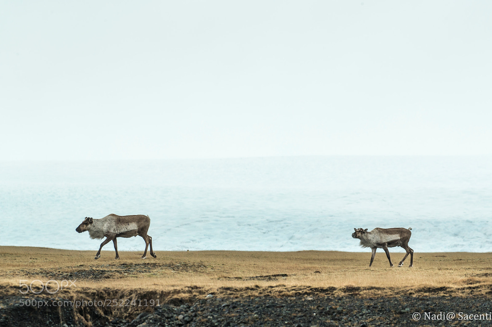 Canon EOS-1D X sample photo. Reindeers - iceland photography