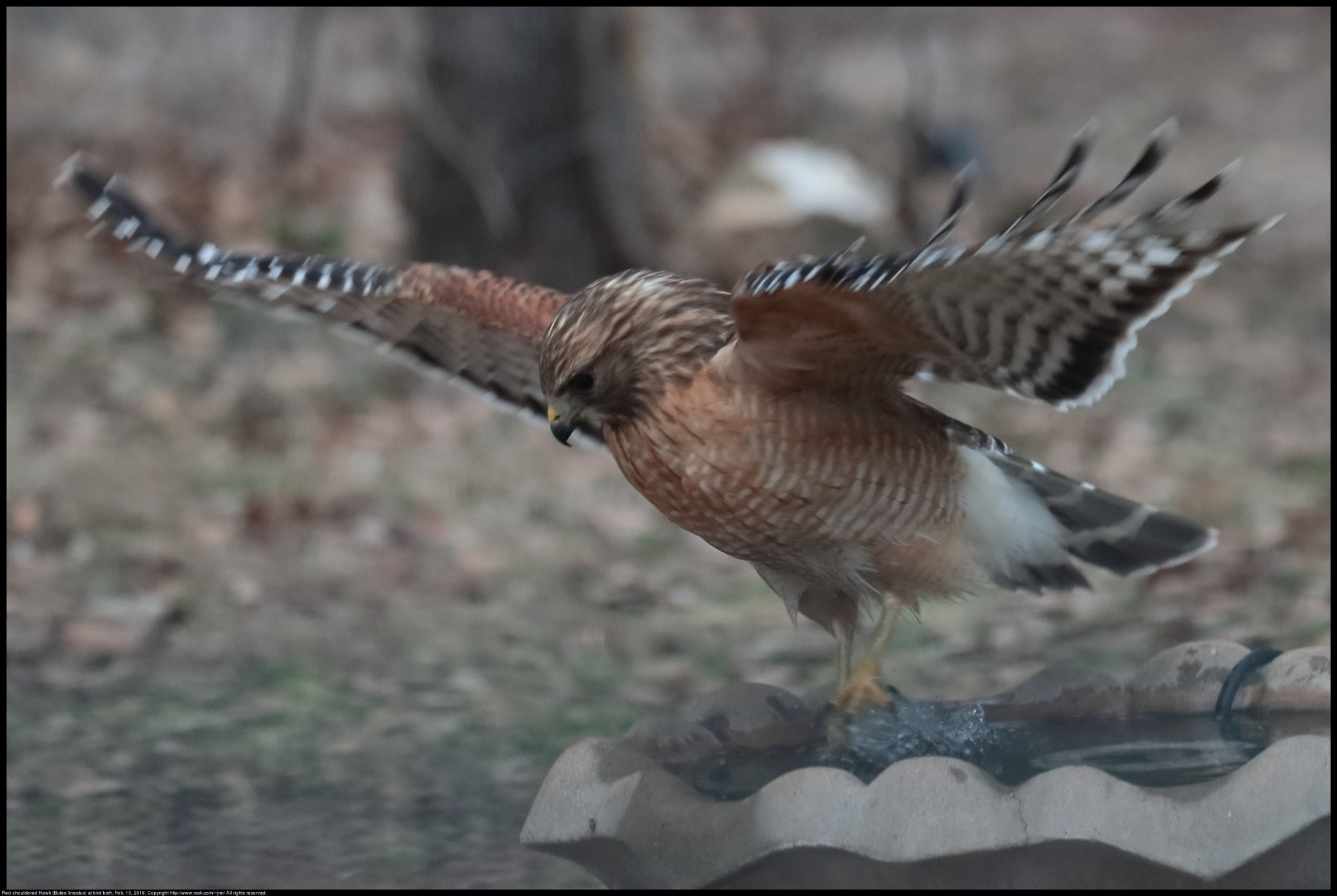 Canon EF 70-300 F4-5.6 IS II USM sample photo. Red-shouldered hawk at bird bath photography