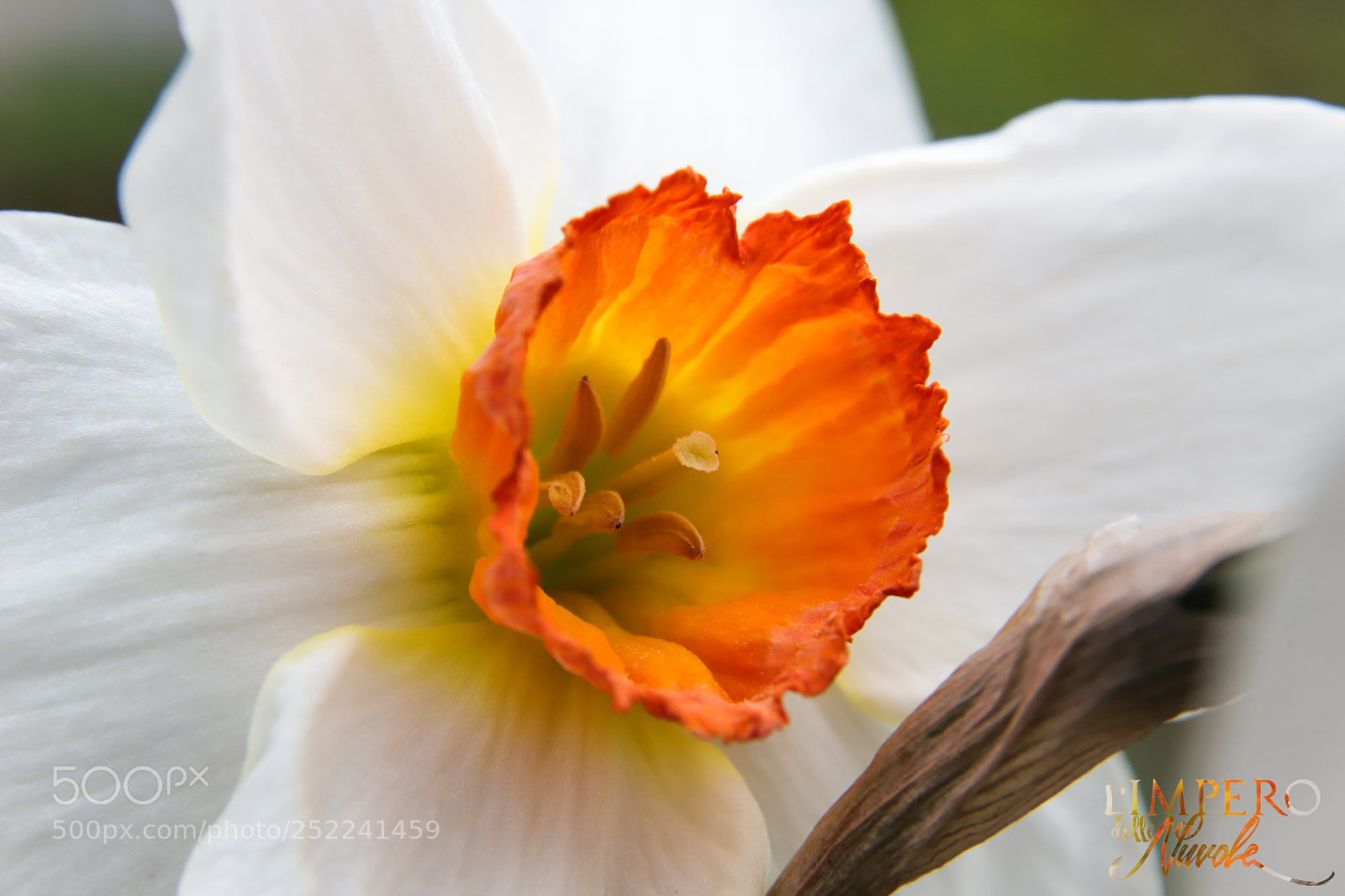 Canon EOS 6D Mark II sample photo. Lunedì dell'angelo photography
