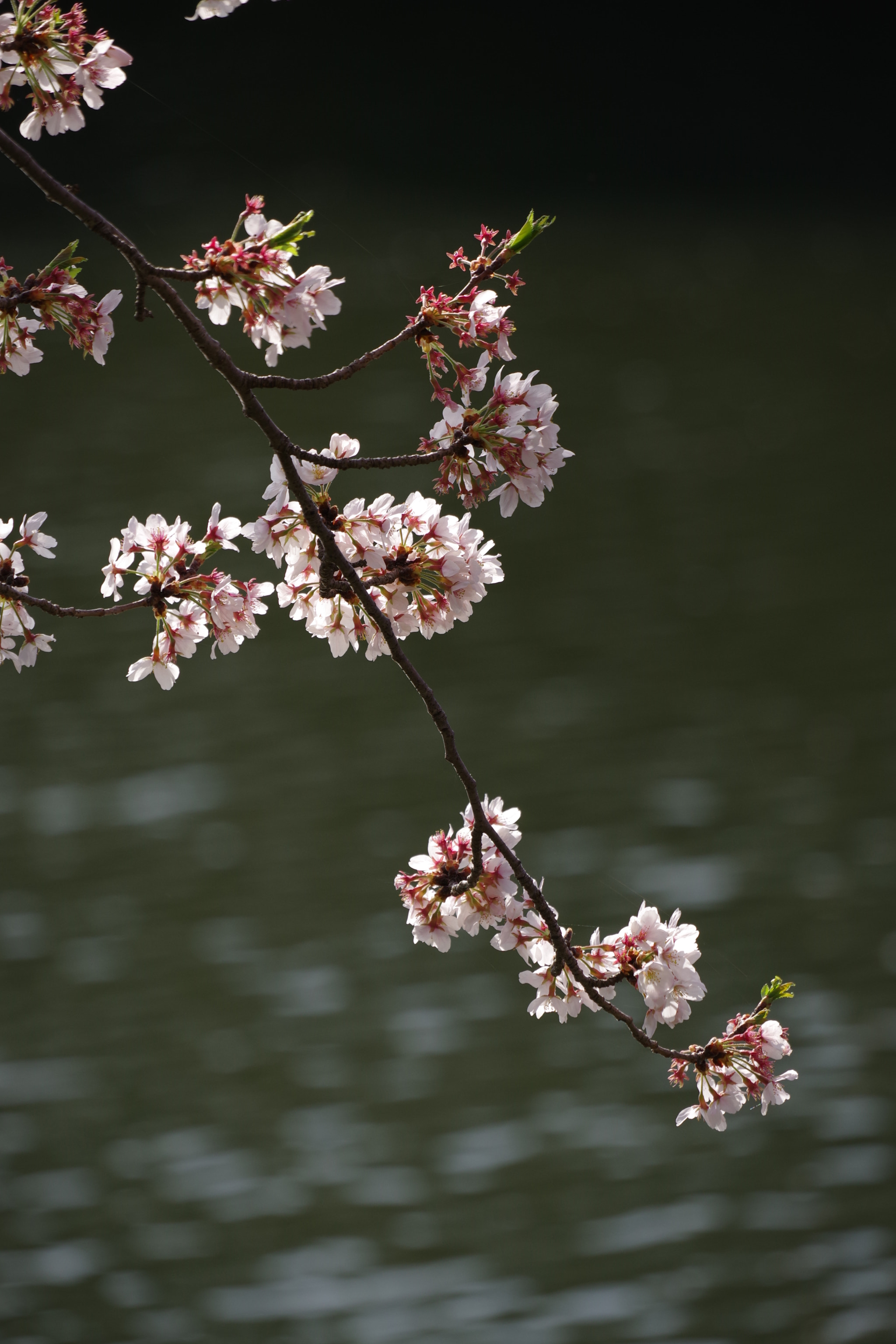 Pentax K-70 sample photo. Sakura 2018 #12 photography