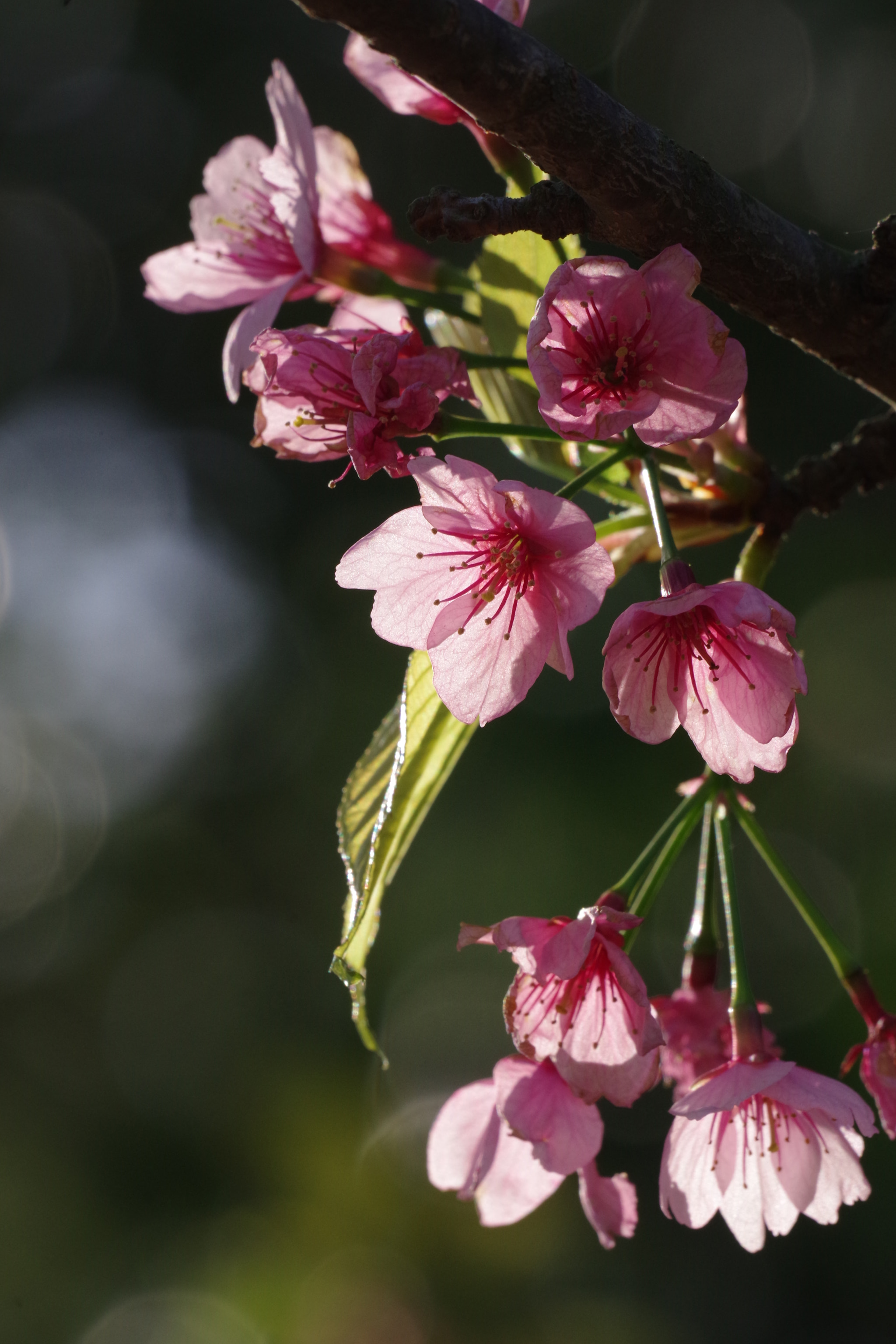 Pentax K-70 sample photo. Sakura 2018 #13 photography