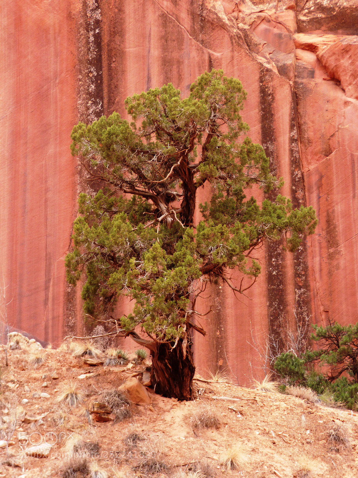 Panasonic Lumix DMC-FZ70 sample photo. Pine in capital reef photography