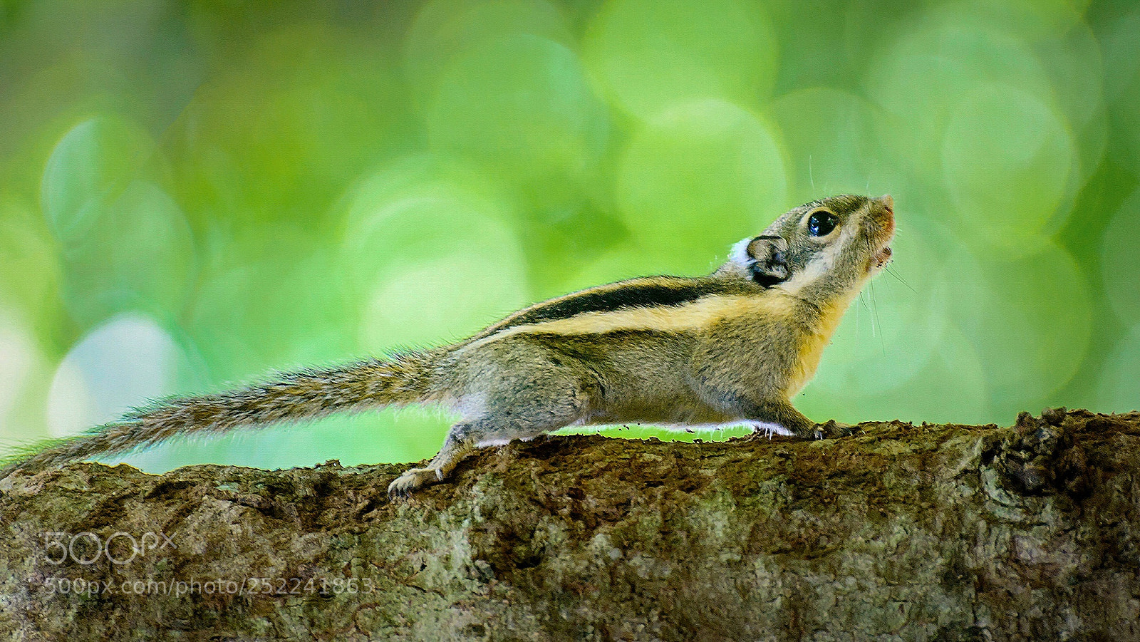 Nikon D7100 sample photo. Burmese striped squirrel photography