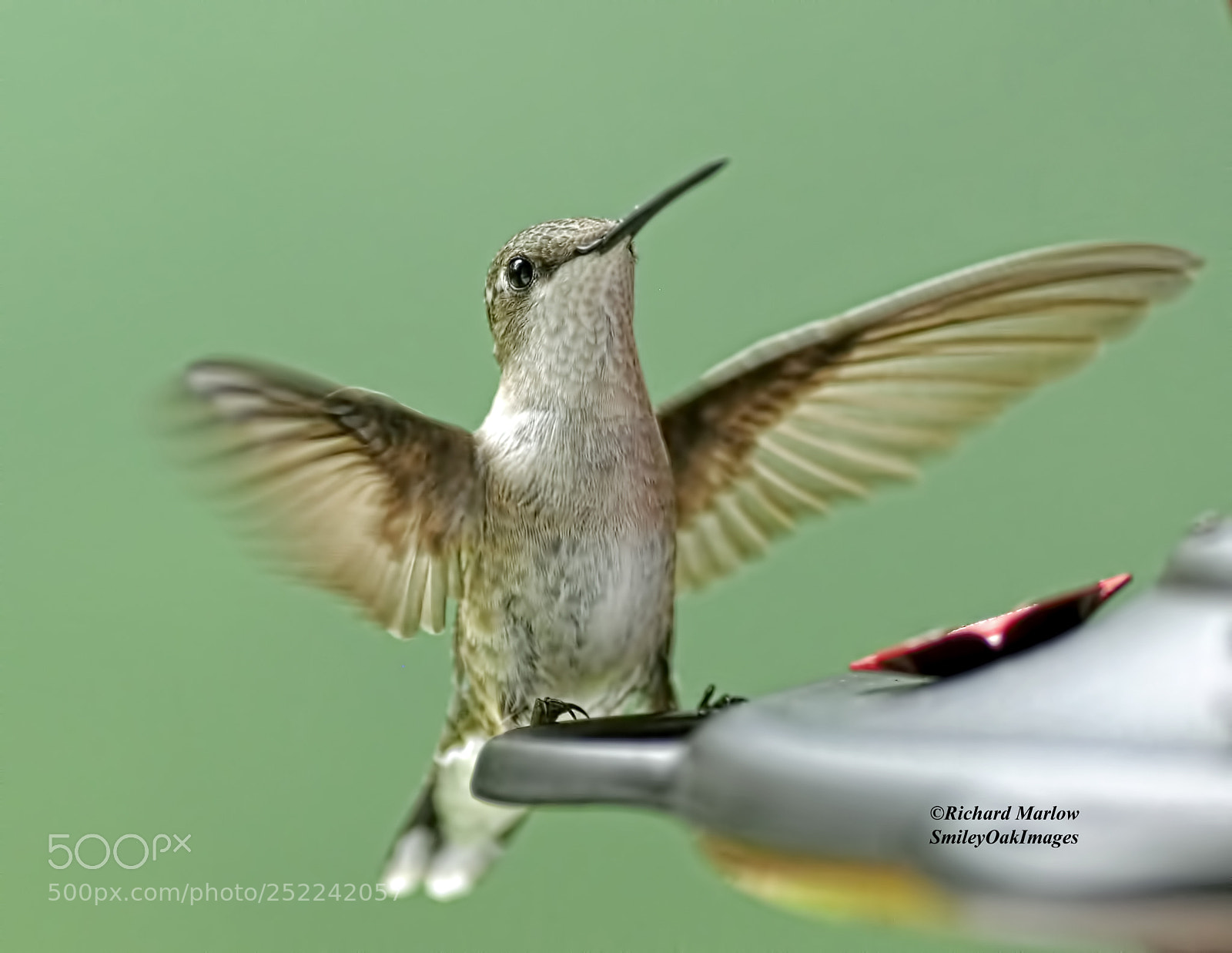 Nikon D5000 sample photo. Hummingbird photography