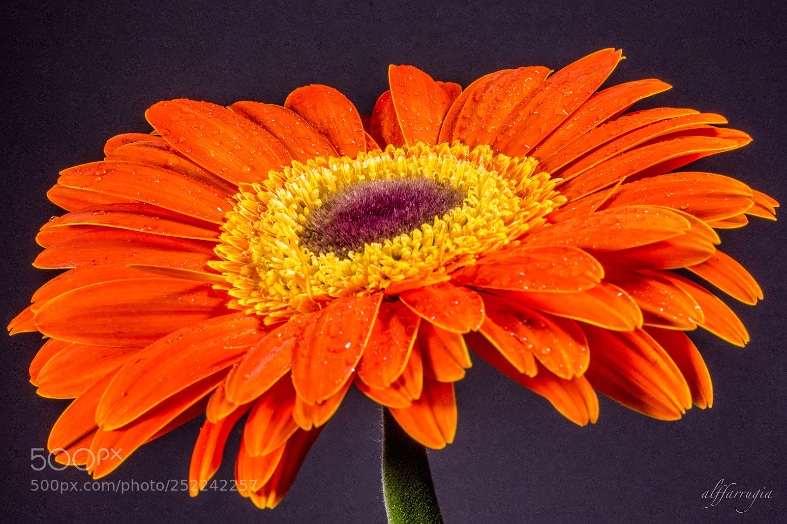 Nikon D7200 sample photo. Flowers photography
