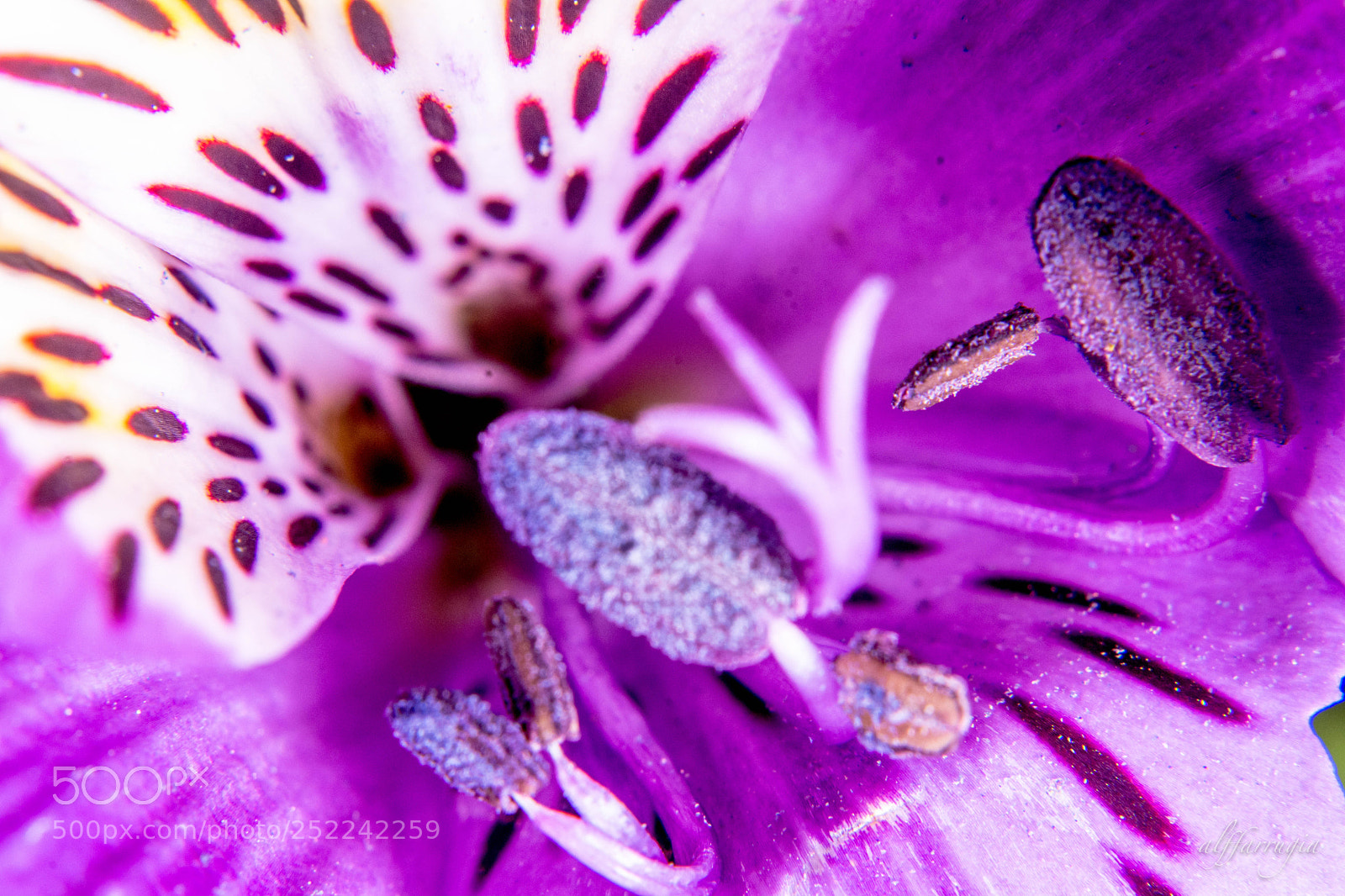 Nikon D7200 sample photo. Flowers photography