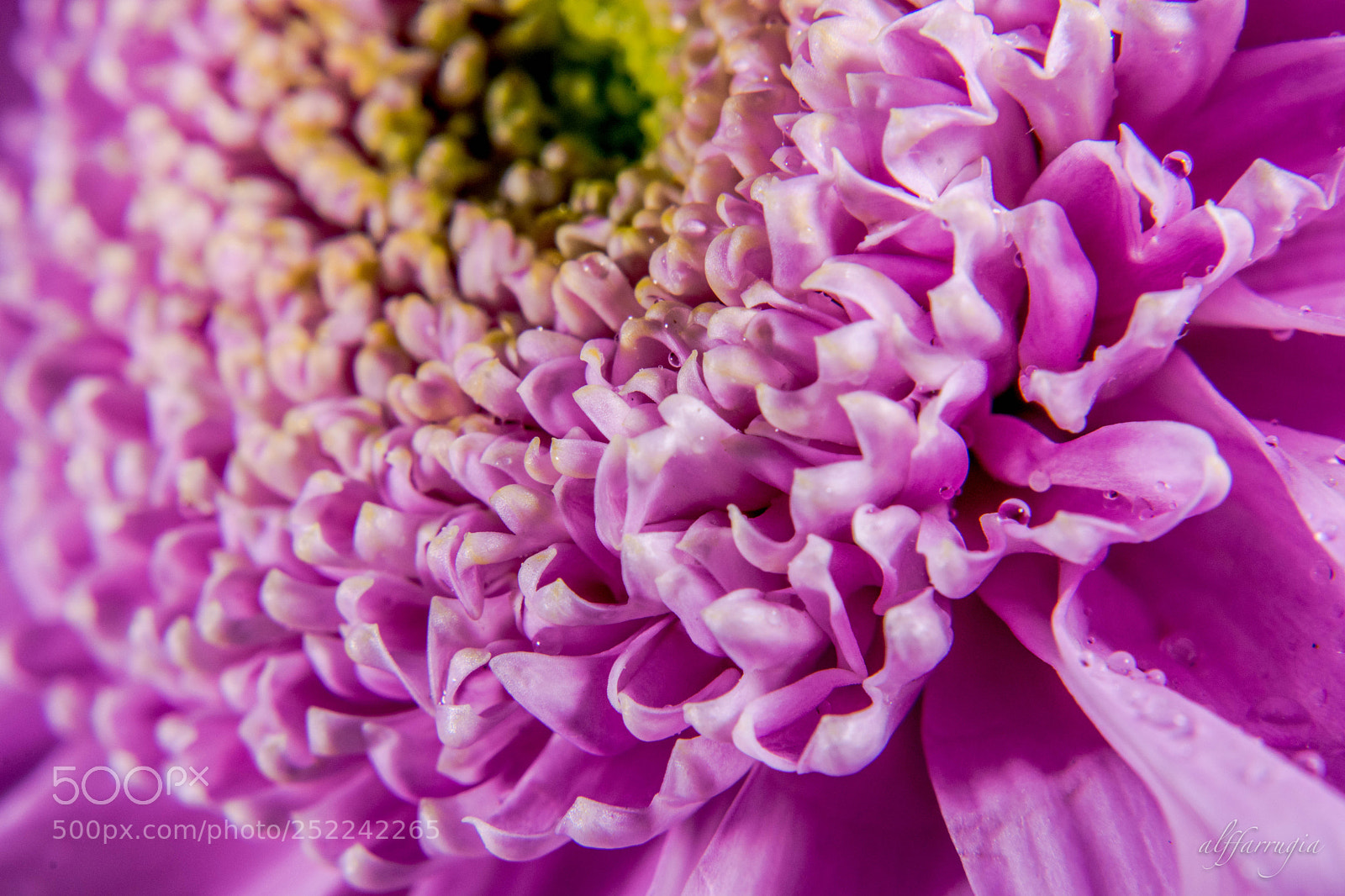 Nikon D7200 sample photo. Flowers photography