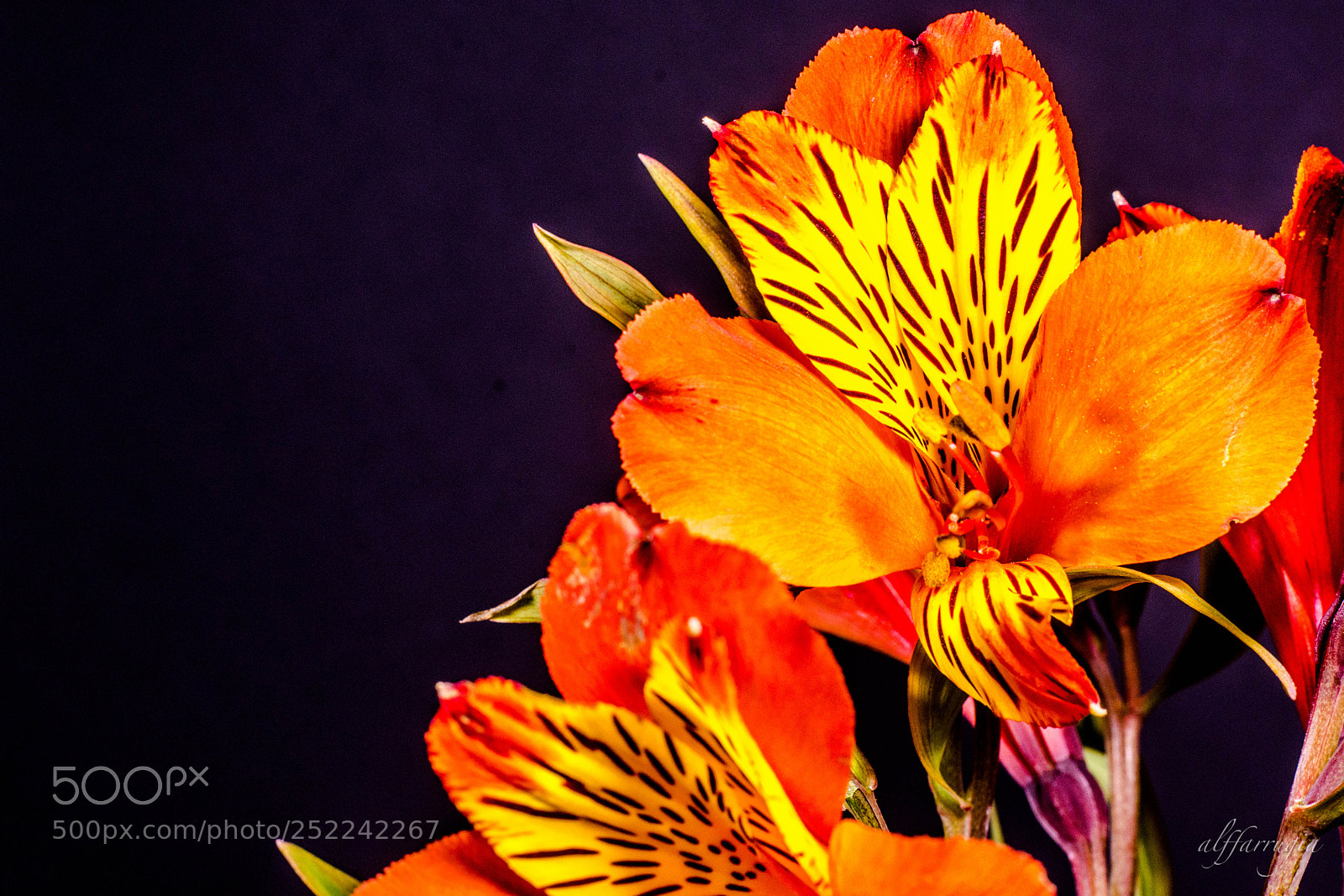 Nikon D7200 sample photo. Flowers photography