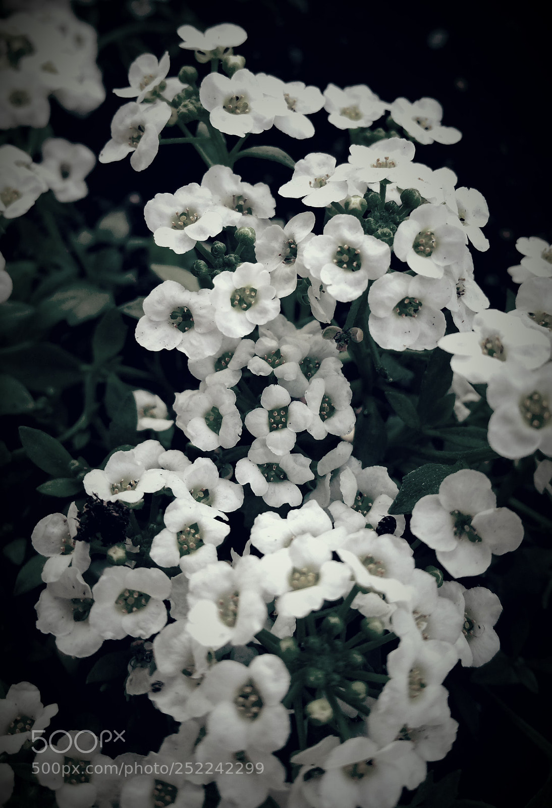 Samsung Galaxy Note4 sample photo. Little flowers photography