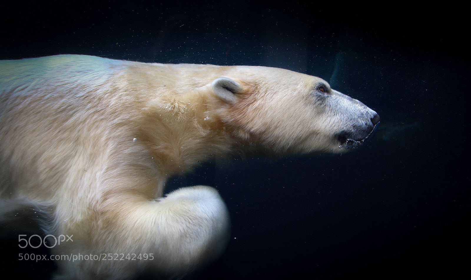 Canon EOS 70D sample photo. Polar bear  photography