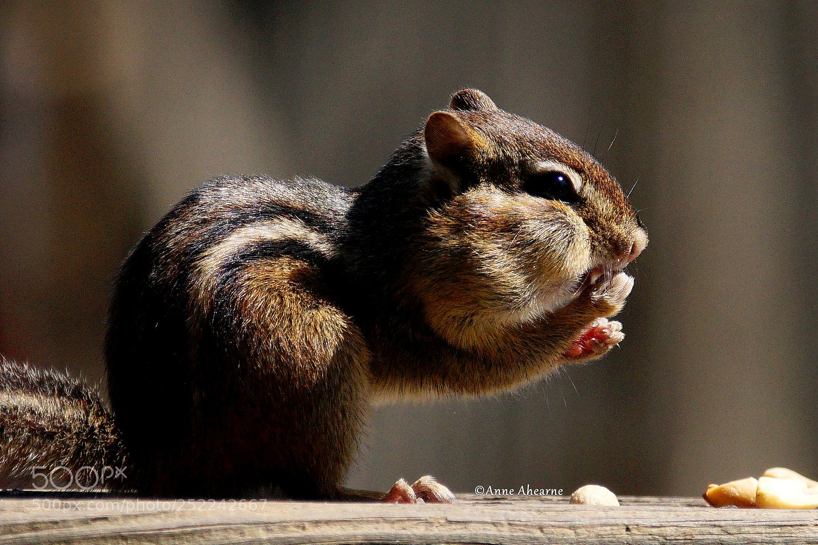 Sony ILCA-77M2 sample photo. Chipmunk packing away the photography