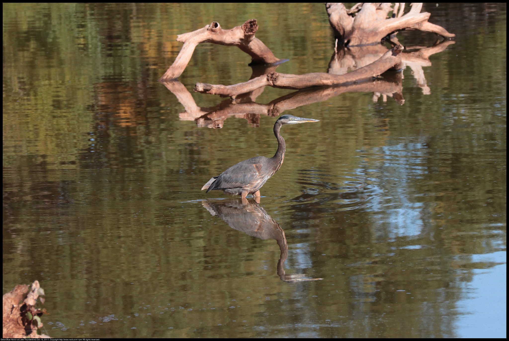 Canon EF 70-300 F4-5.6 IS II USM sample photo. Great blue heron photography