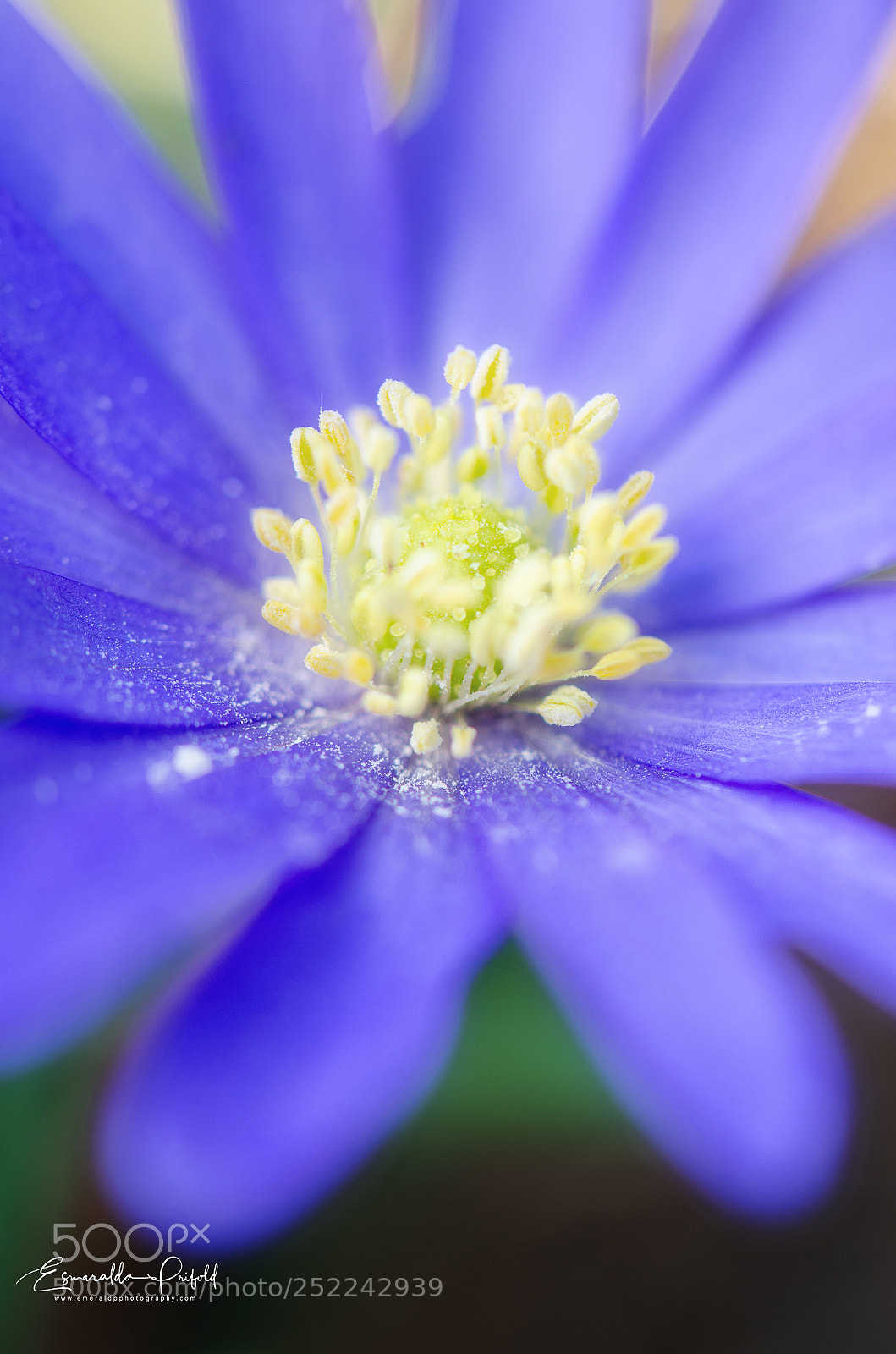 Nikon D7000 sample photo. Soft focus purple flower photography