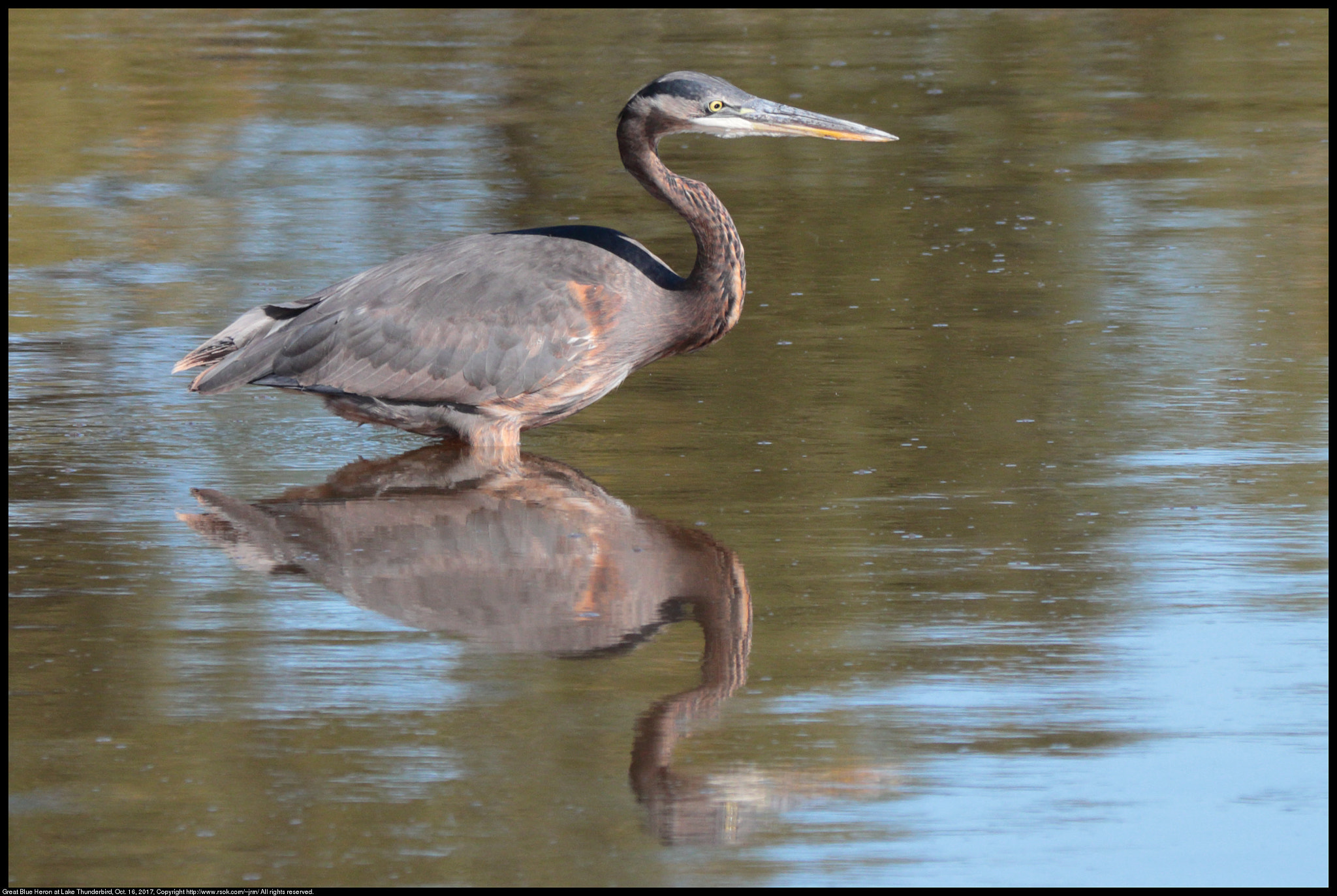 Canon EF 70-300 F4-5.6 IS II USM sample photo. Great blue heron photography