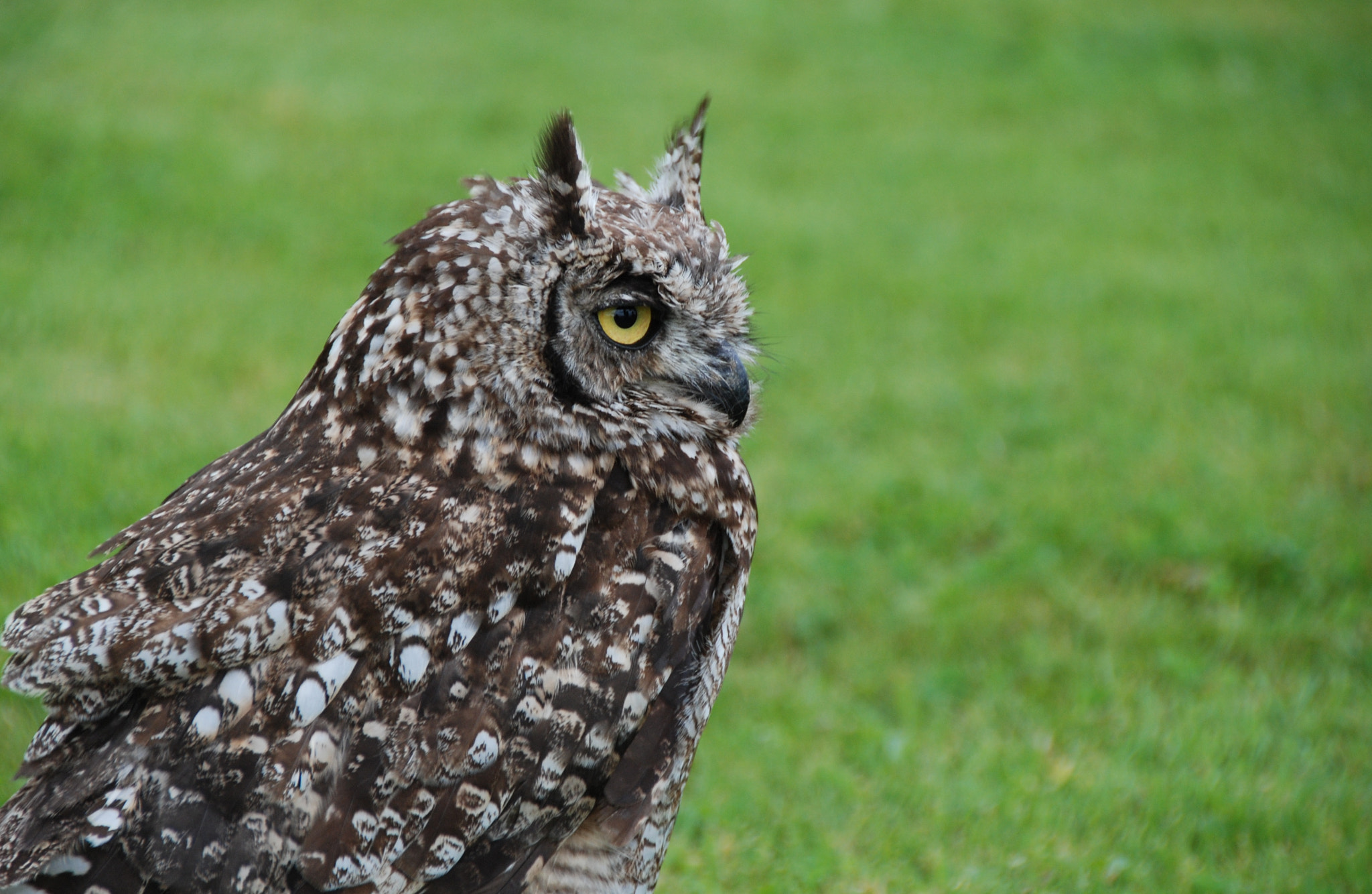 Nikon D80 sample photo. Owl photography