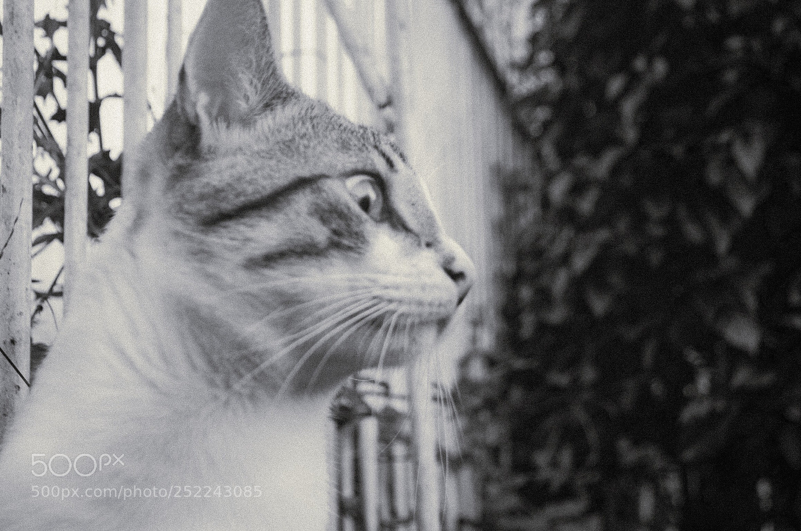Nikon D5100 sample photo. Observer of the universe photography