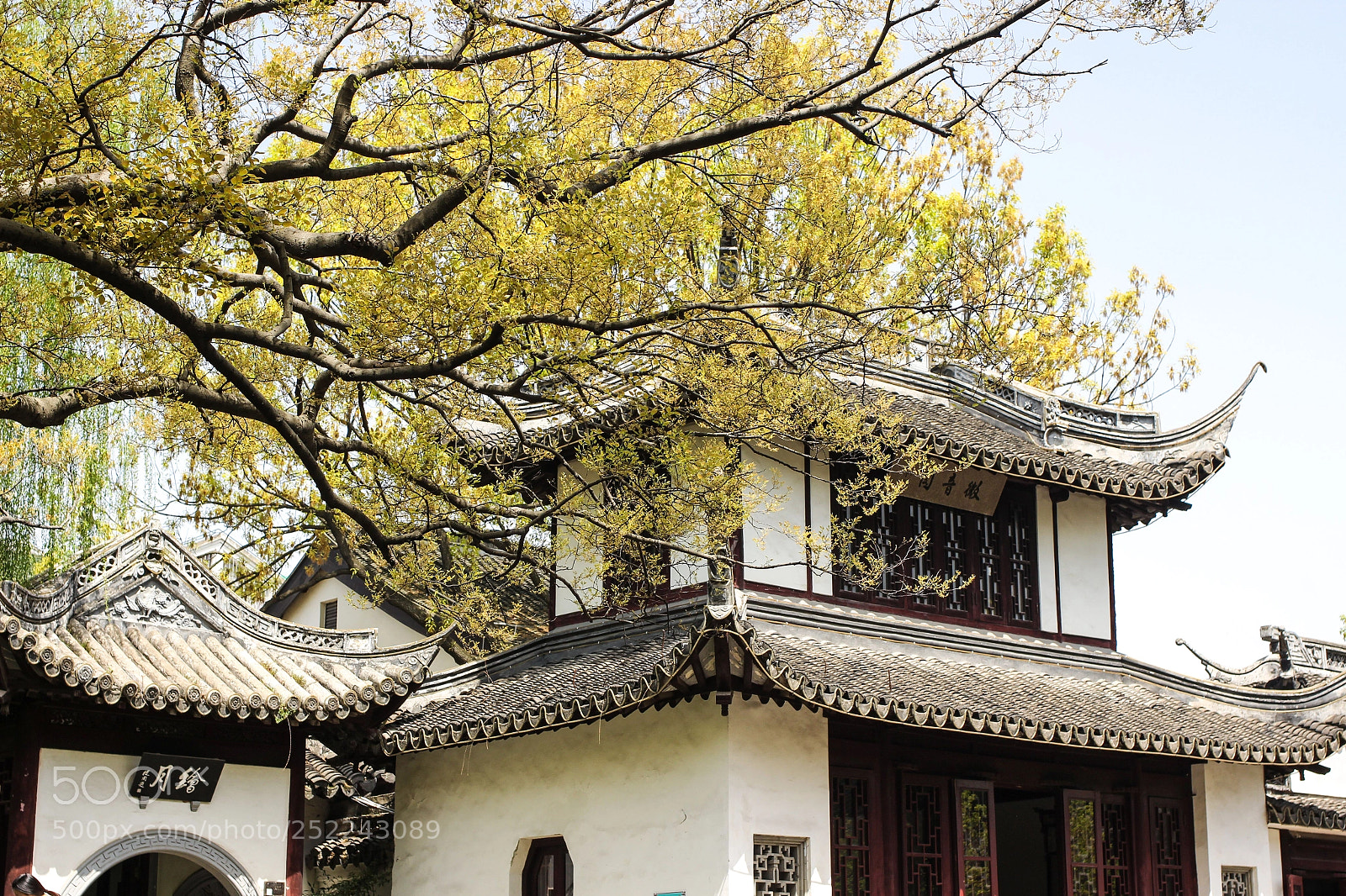 Canon EOS 600D (Rebel EOS T3i / EOS Kiss X5) sample photo. 一候桐始华；二候田鼠化为鹌；三候虹始见。今日清明。 photography