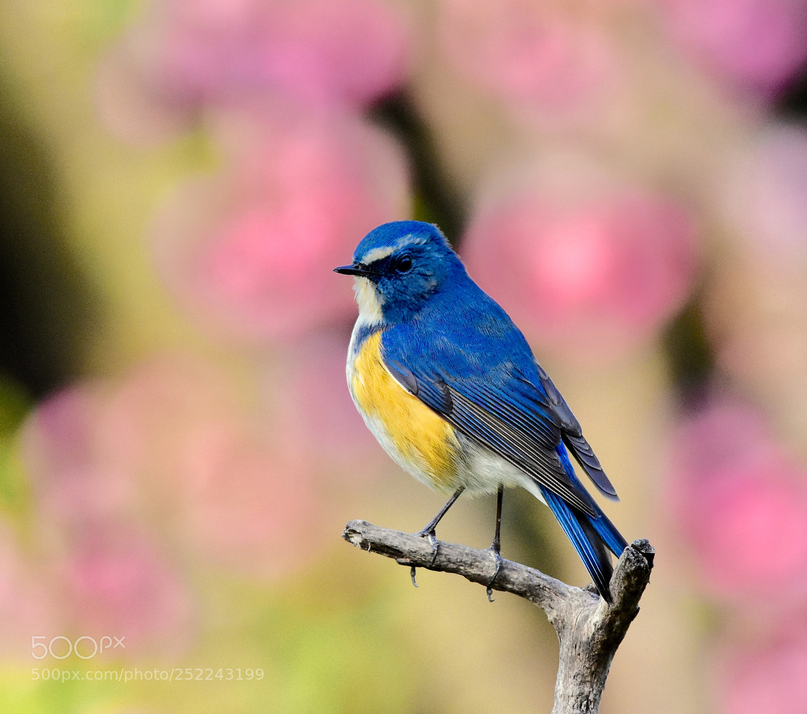 Nikon D7200 sample photo. 俏立 photography
