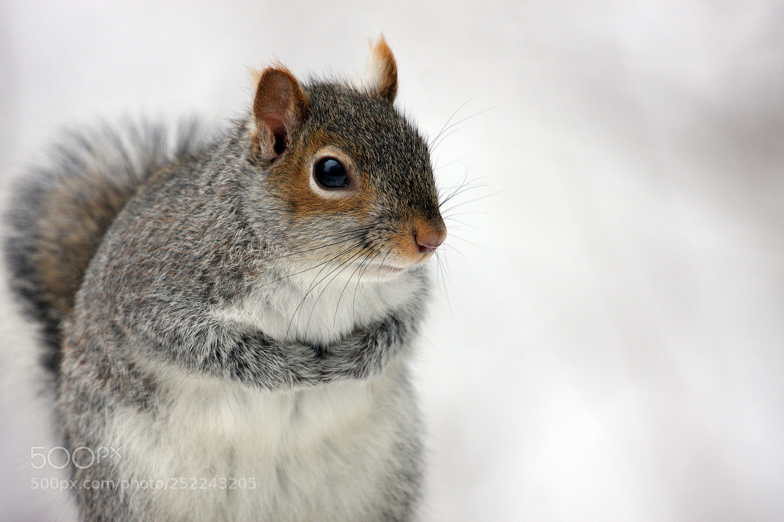 Canon EOS 40D sample photo. Cold hands photography