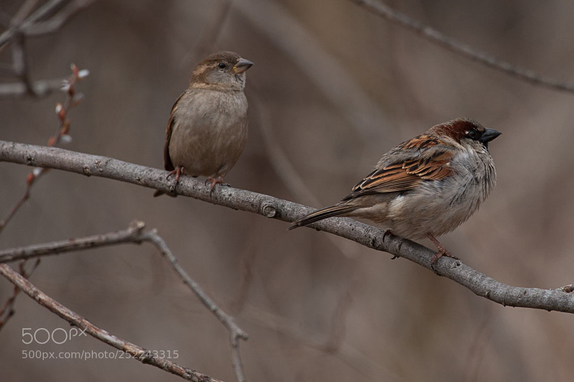 Nikon D700 sample photo. House sparrows photography