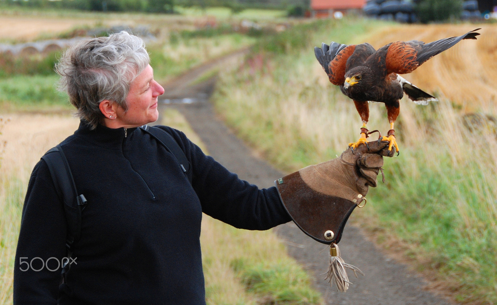 Nikon D80 sample photo. Hawk handling photography