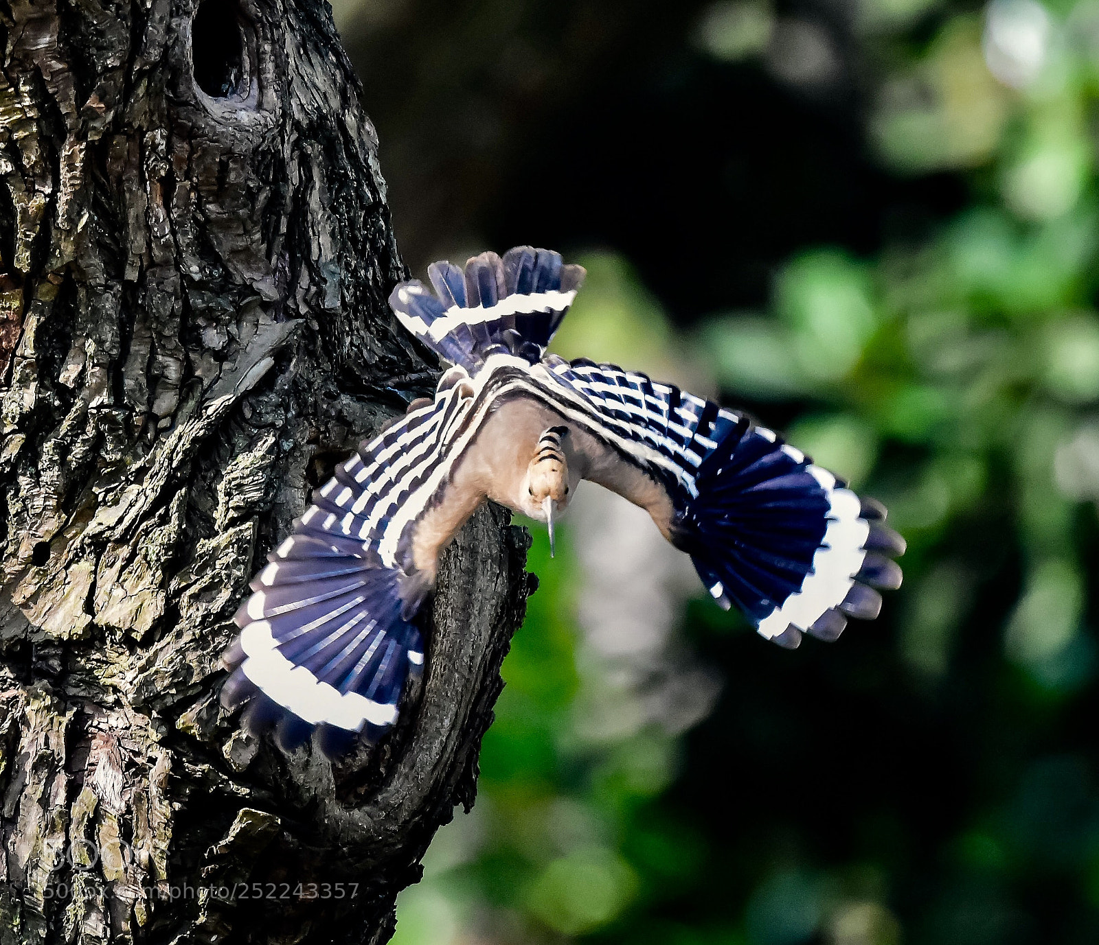 Nikon D7200 sample photo. Have to work hard photography