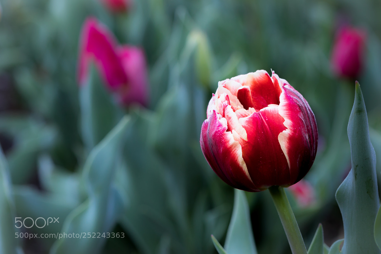 Canon EOS 5D Mark IV sample photo. Paint by numbers photography