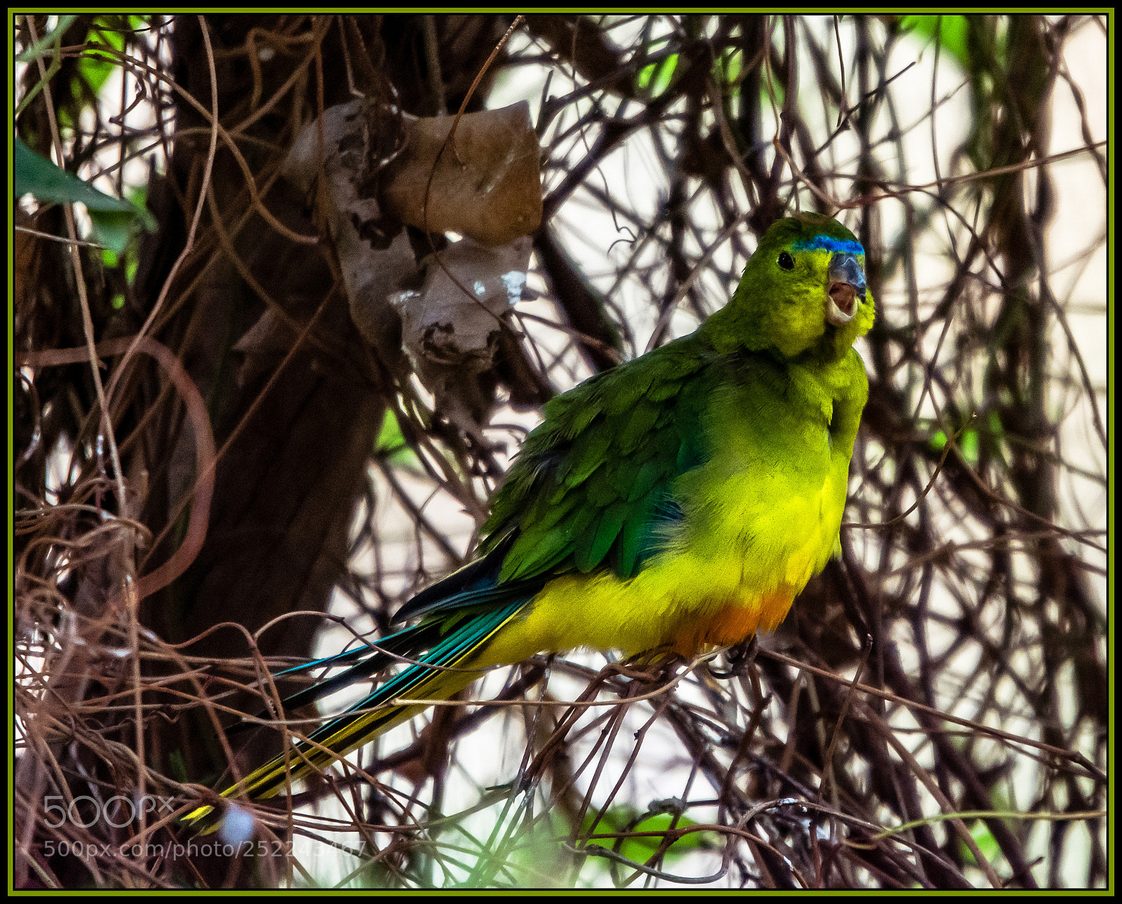 Nikon D7200 sample photo. Orange-bellied parrot photography