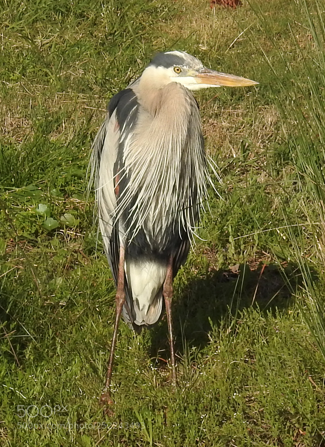 Nikon Coolpix P900 sample photo. Great blue heron photography