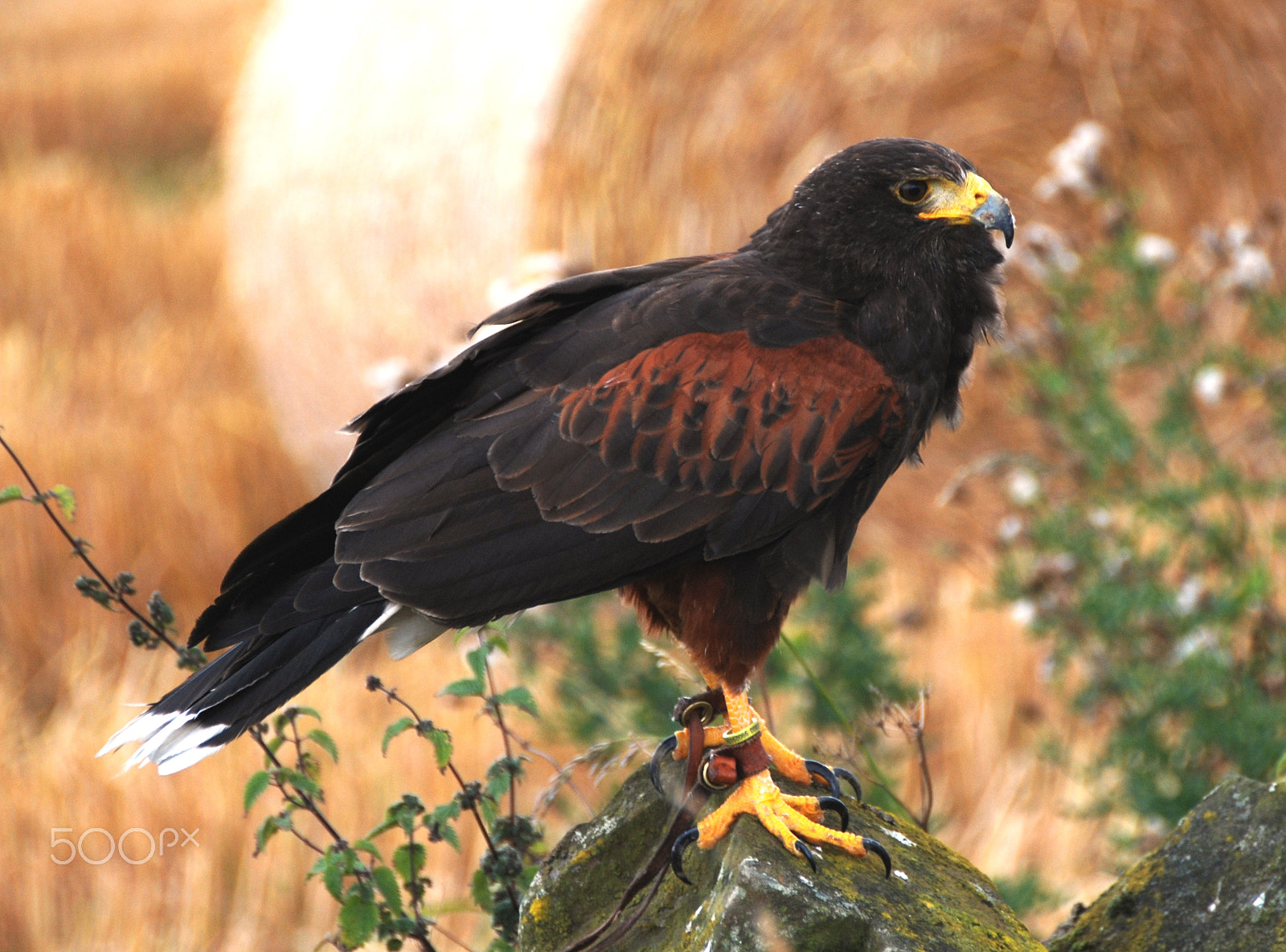 Nikon D80 sample photo. Elite falconry photography