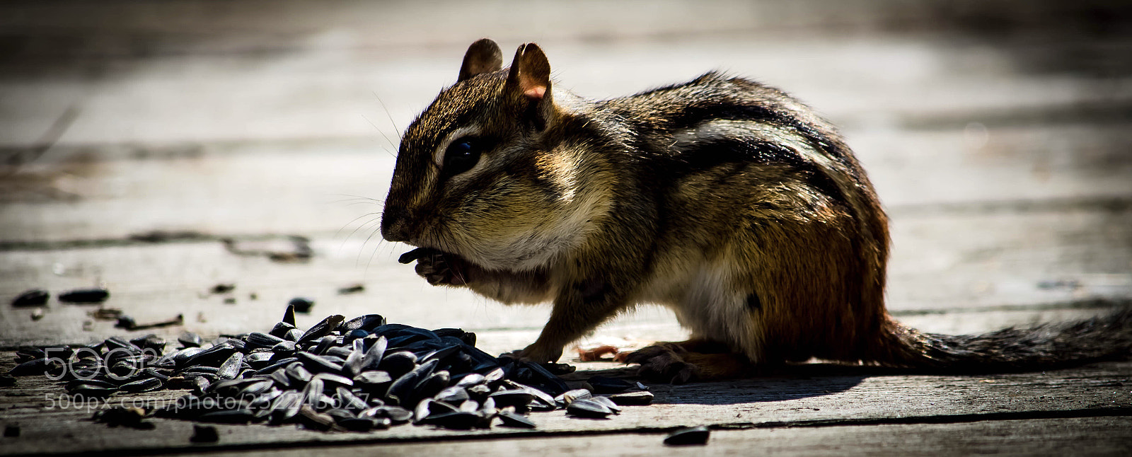 Nikon D5100 sample photo. Squirrel  photography